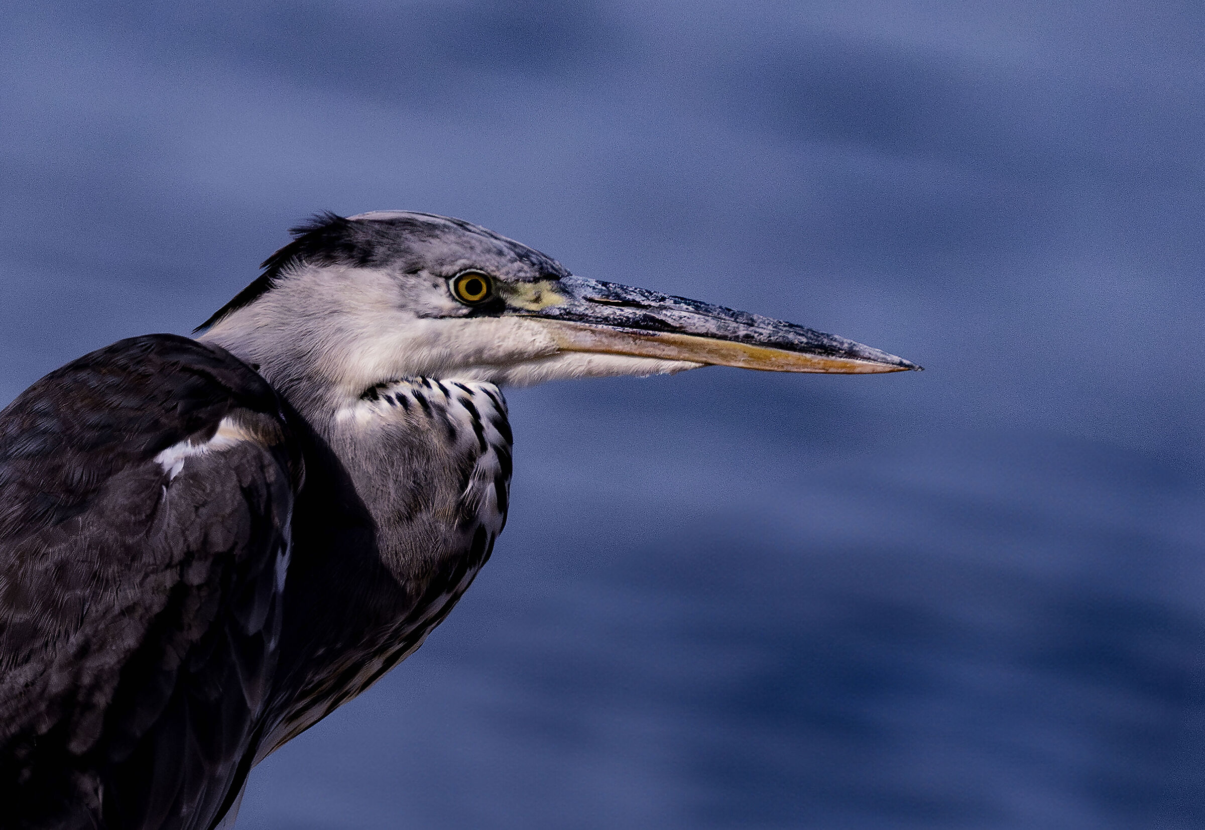 Grey Heron