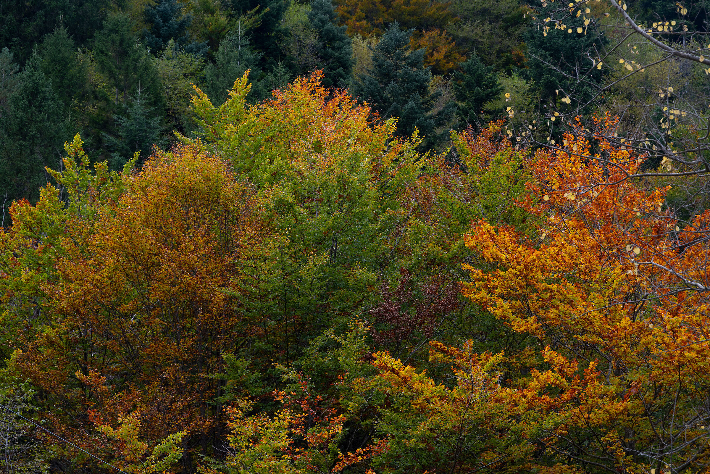 Un autunno...senza timidezza