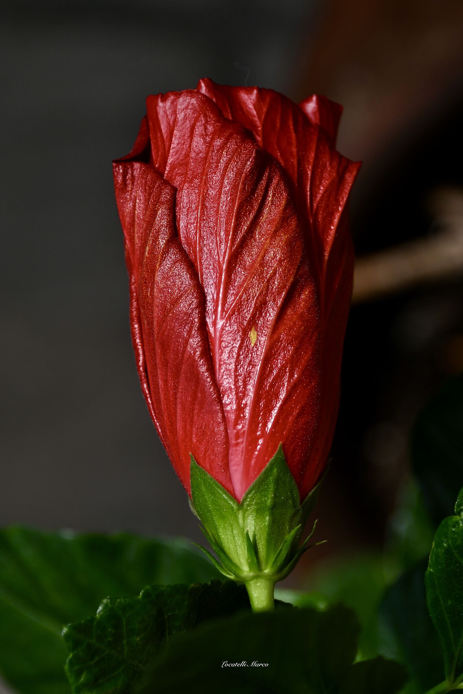 Hibiscus
