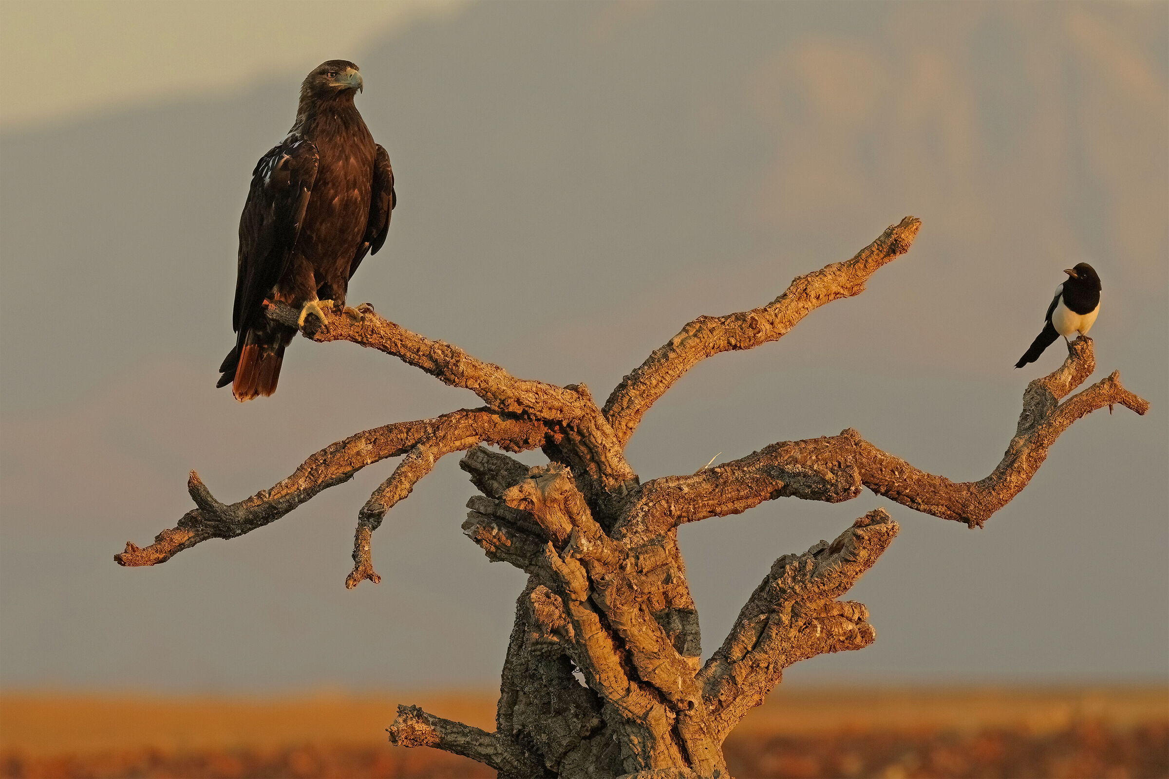 Iberian imperial eagle (look 1)