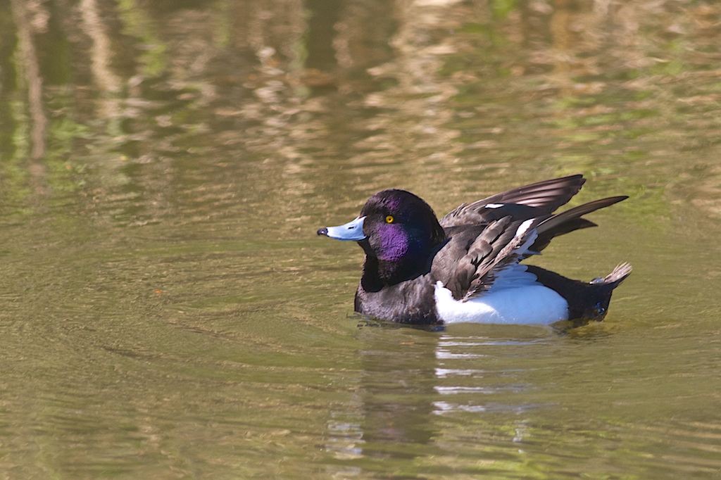 A tired Moretta (male)