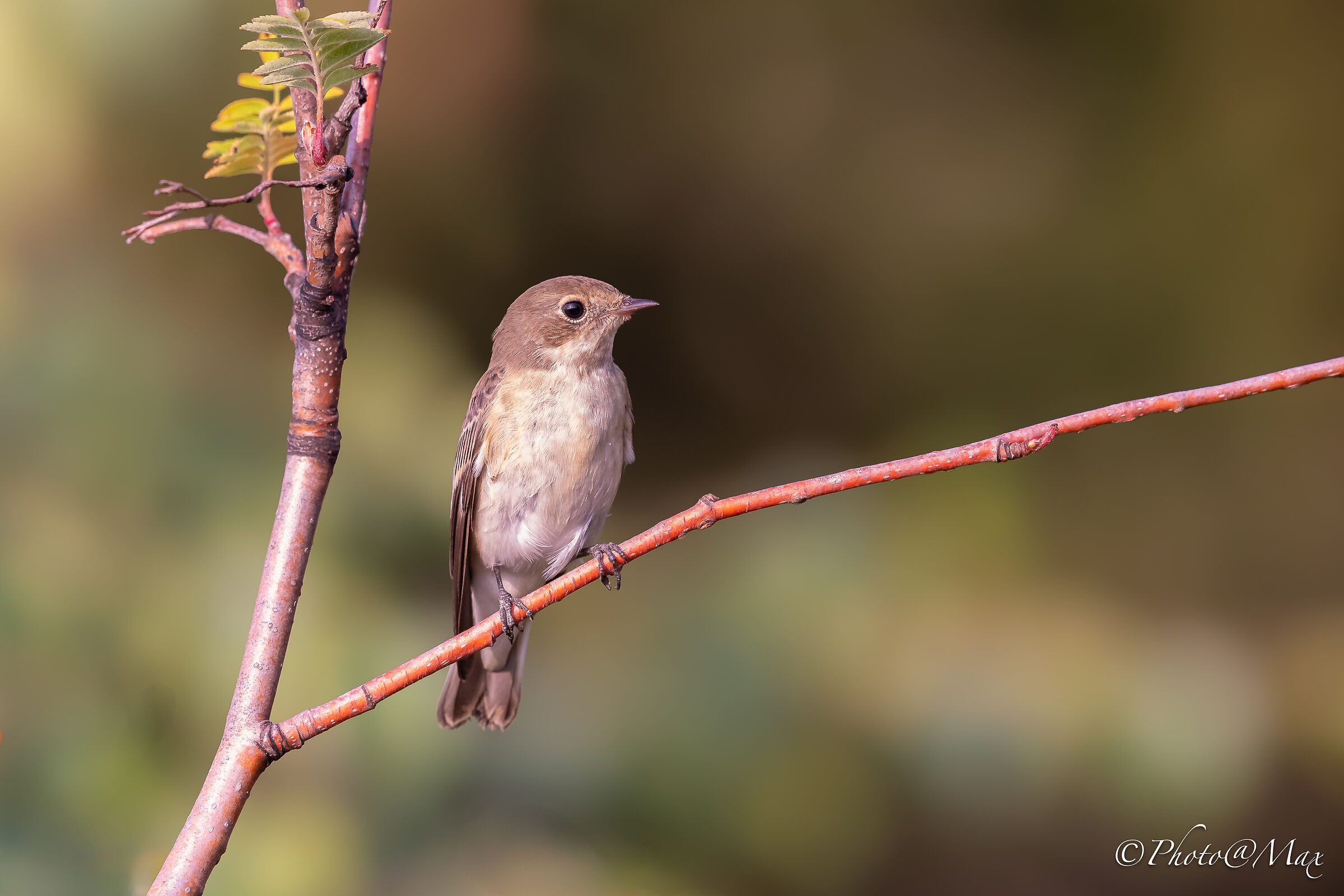 Black Flycatcher