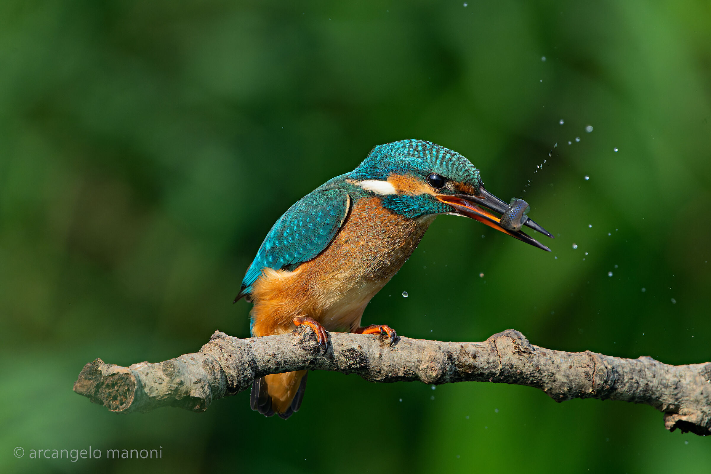 La predazione del martino