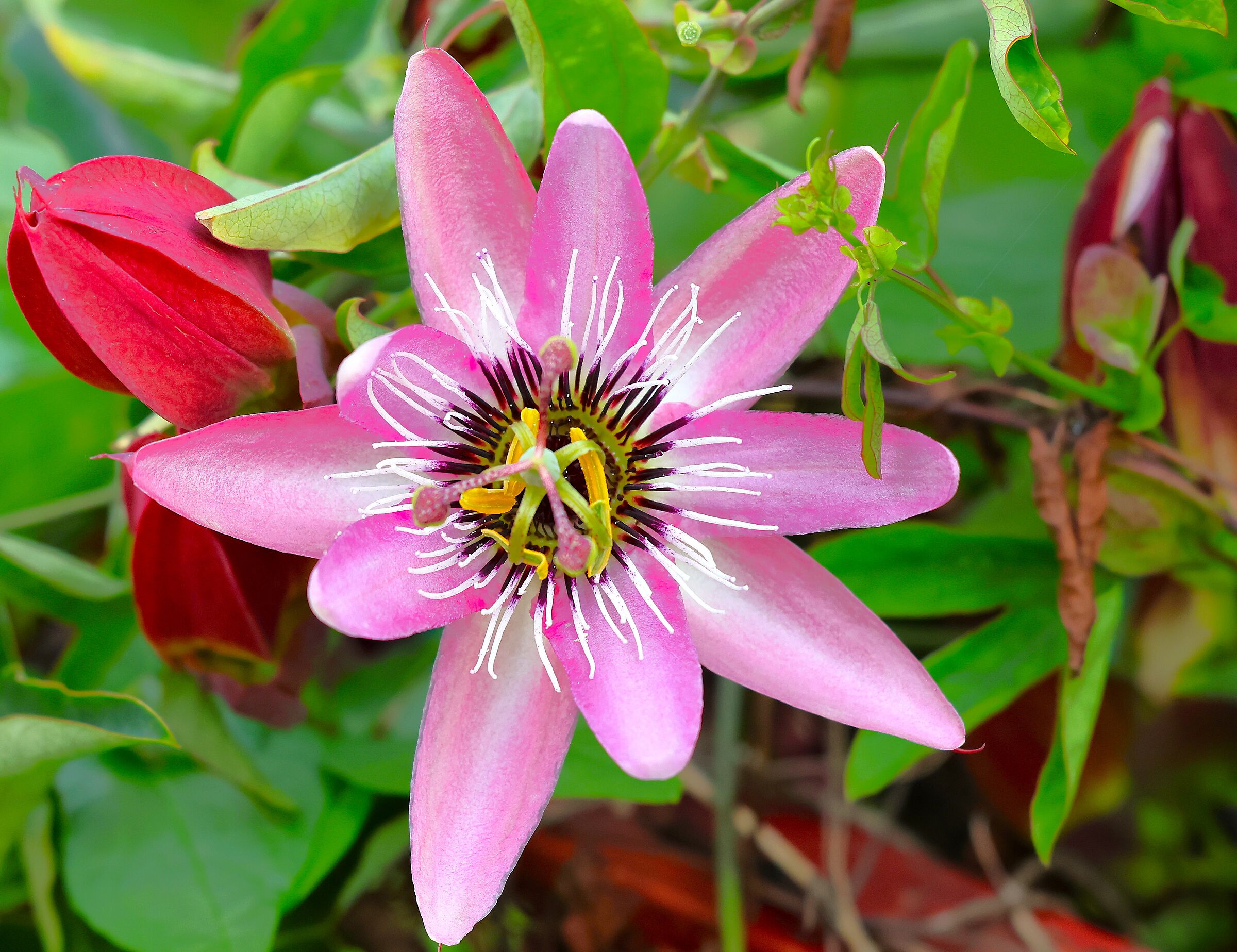 Purple passionflower (Passiflora × violacea)