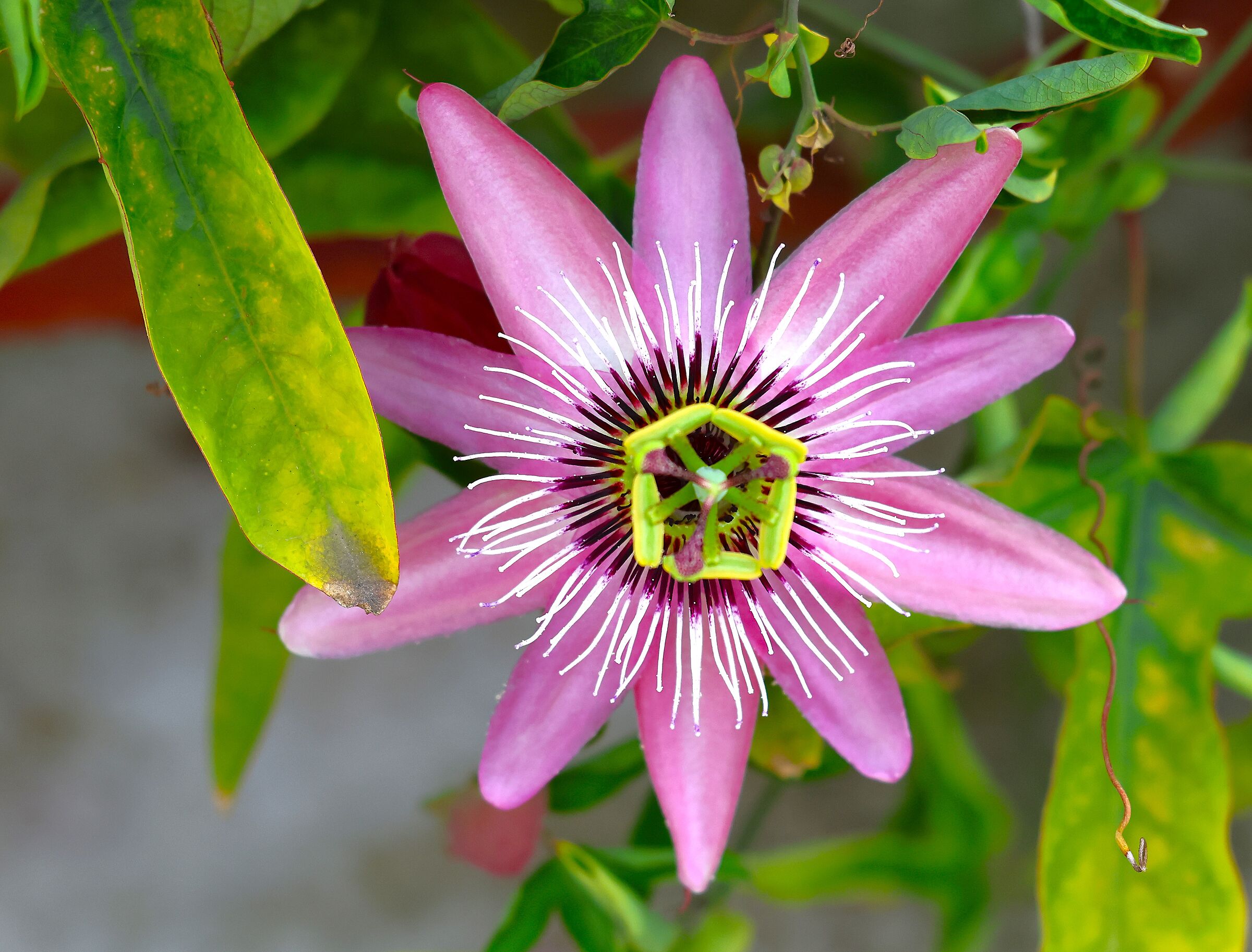 Purple passionflower (Passiflora × violacea)