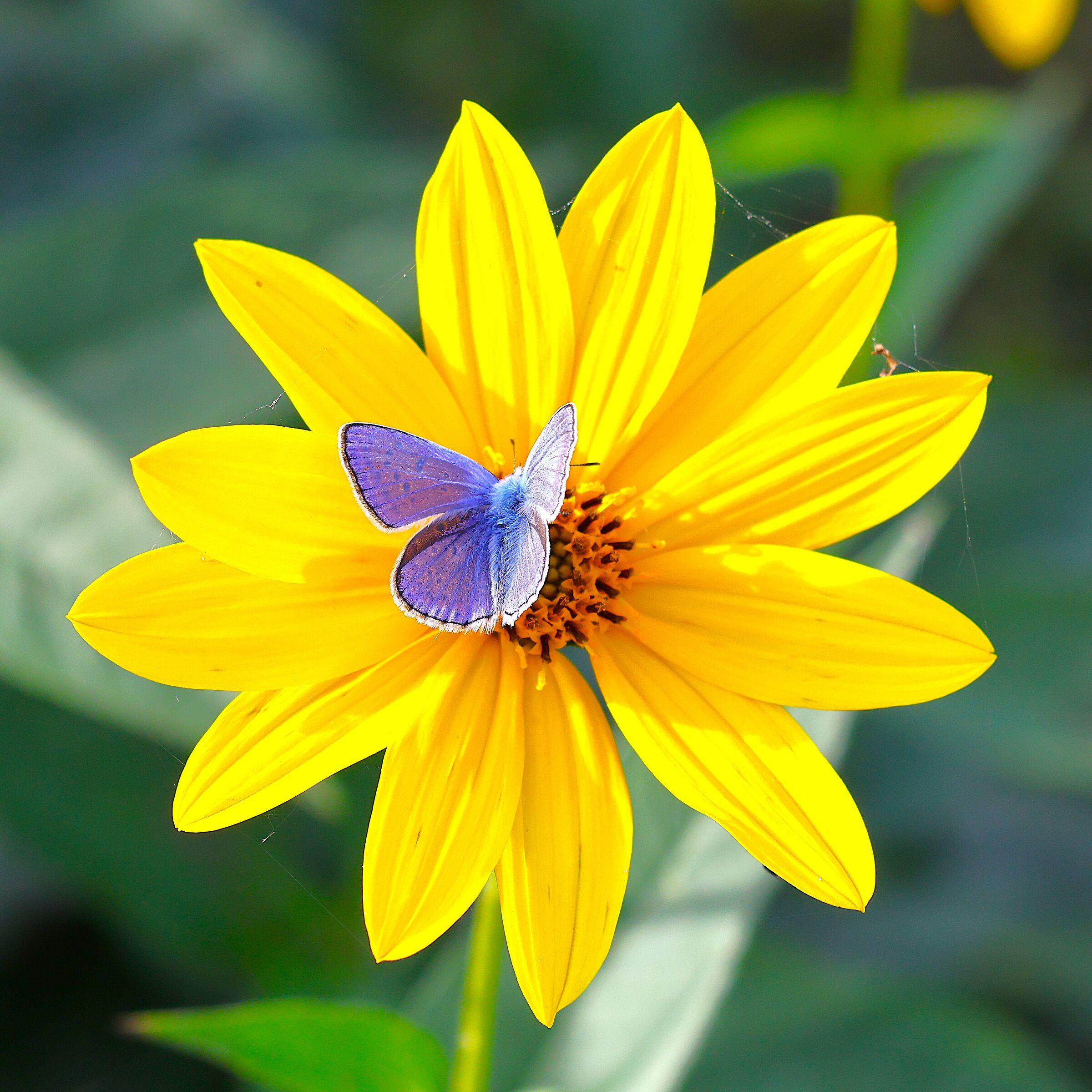 Butterfly on Helianthus tuberosus flower (Jerusalem artichok...