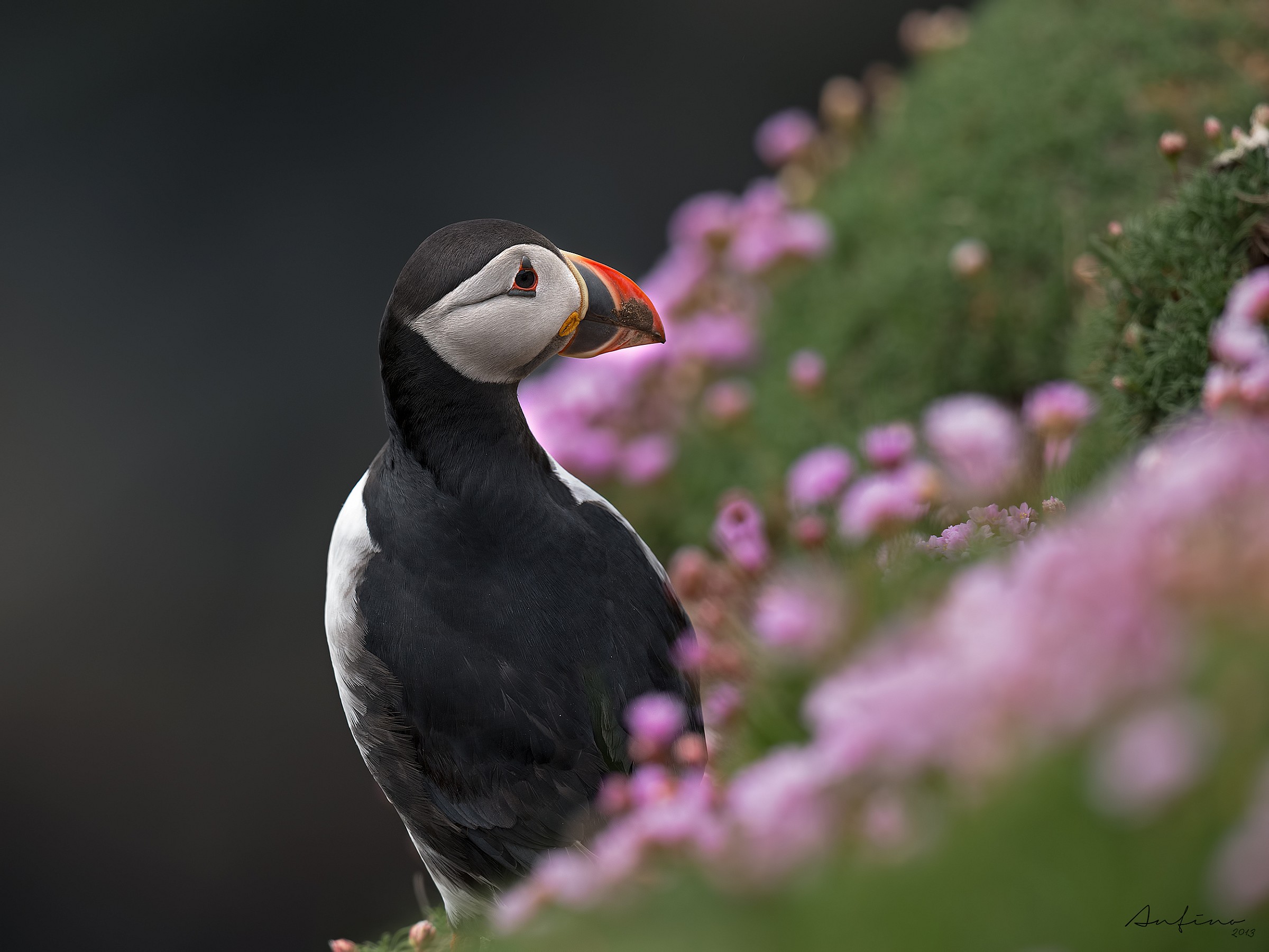Puffin among the flowers