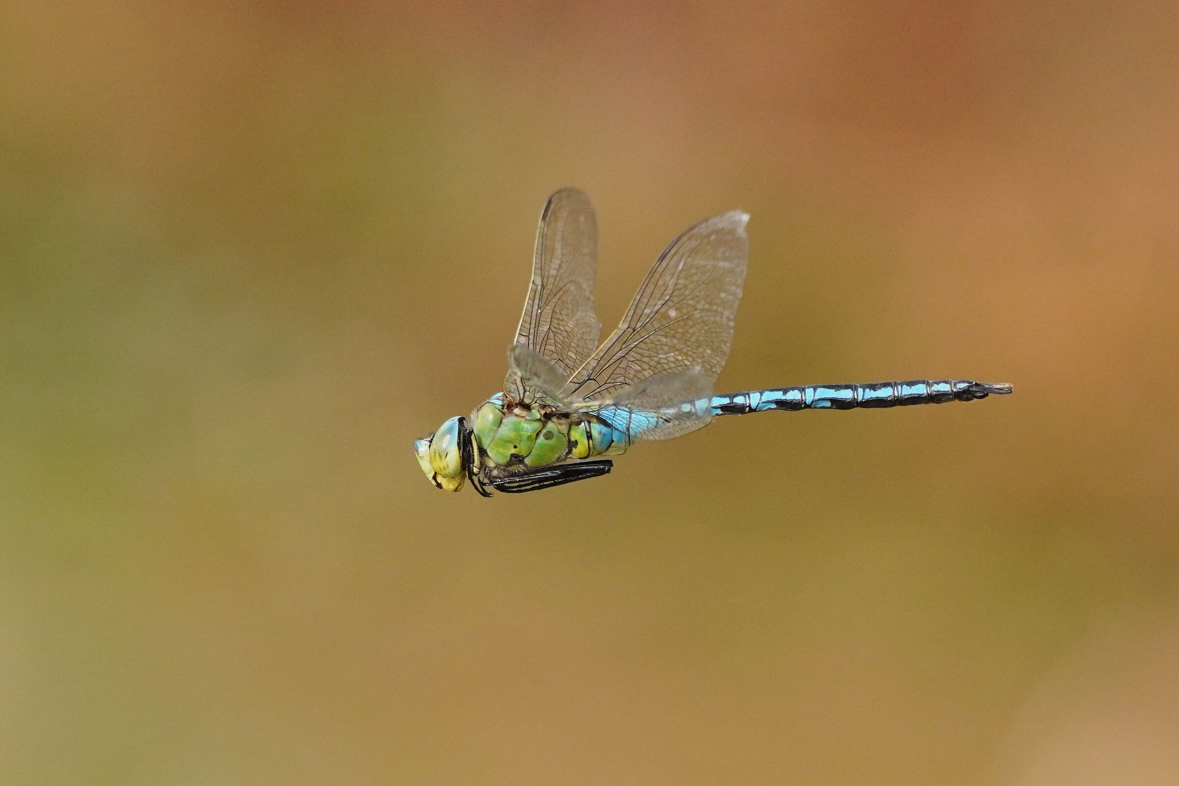 Anax imperator