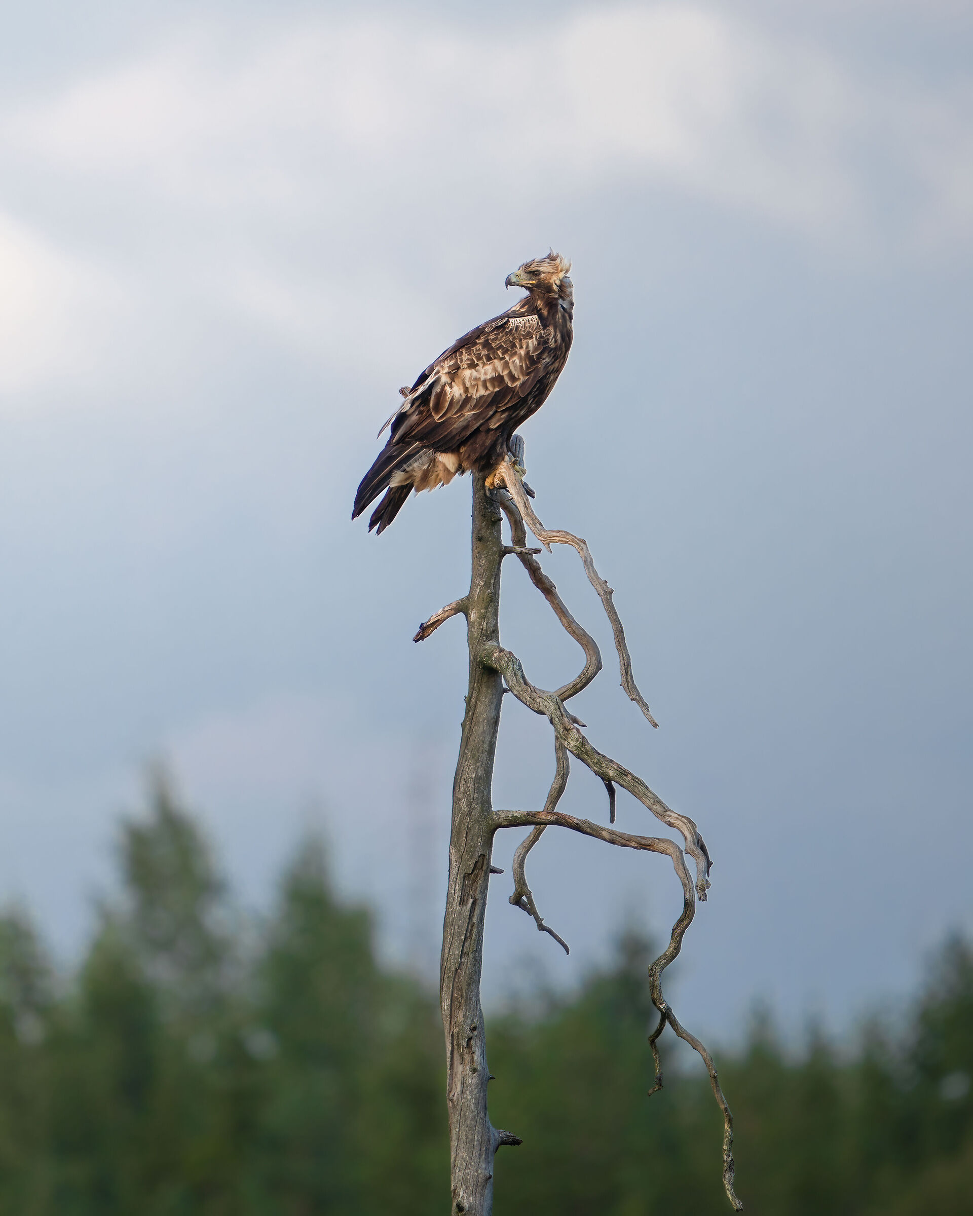 Golden eagle posing
