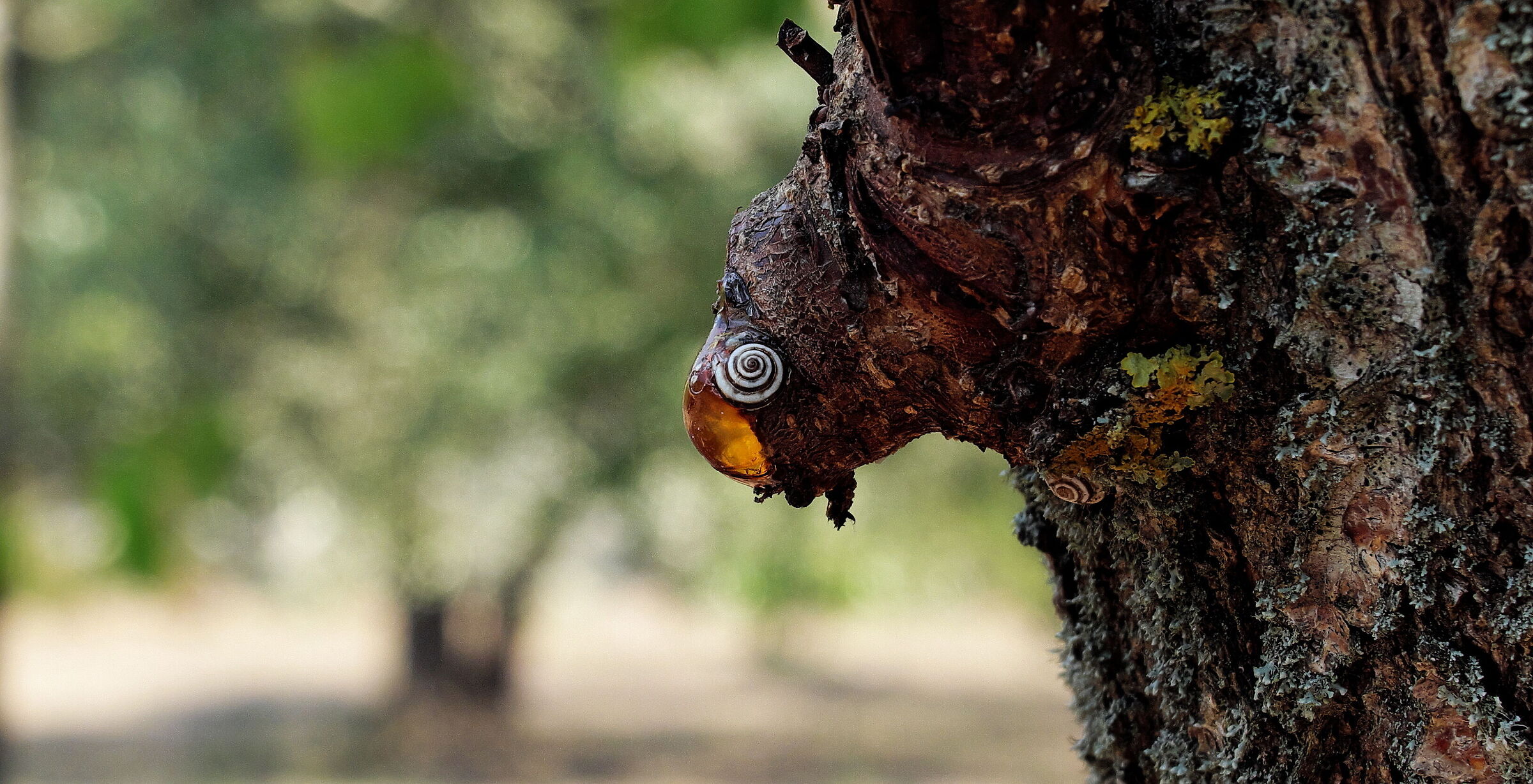 Slow,il valore del tempo. Il grande gioco della natura.