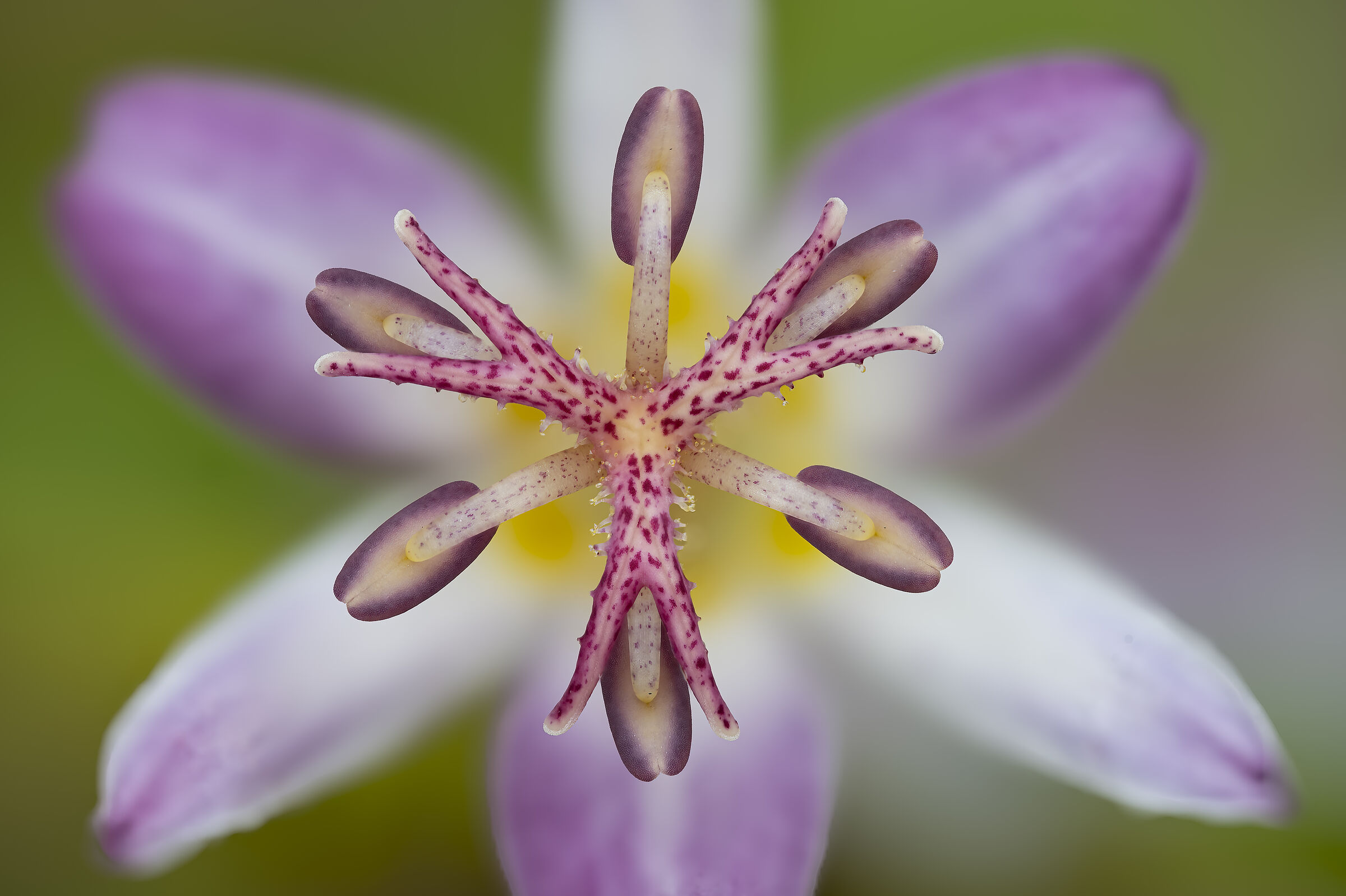 Double star