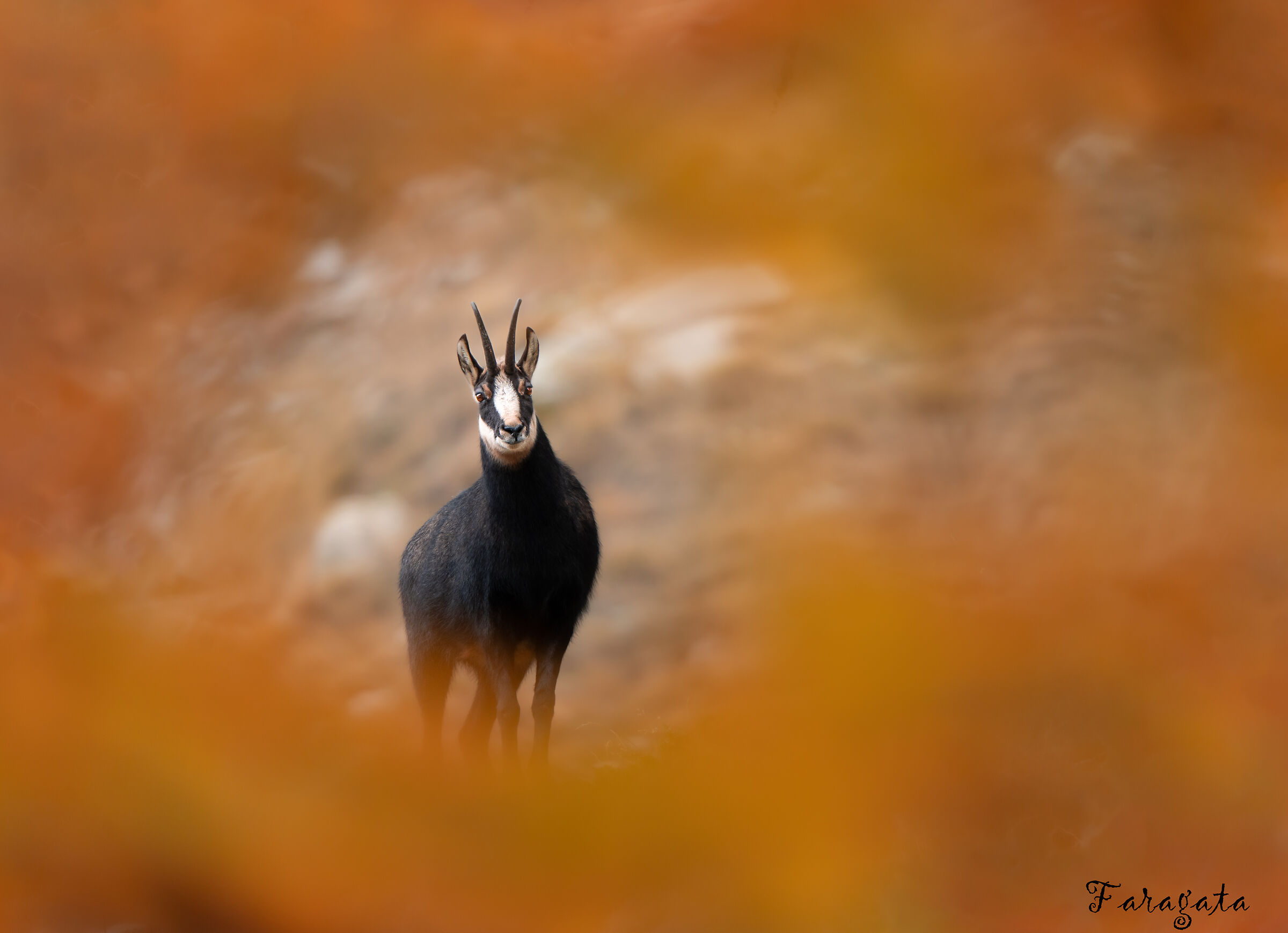 Chamois among the larches