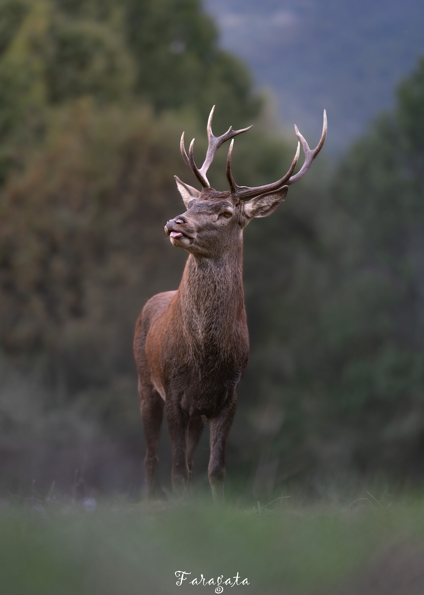 Young deer