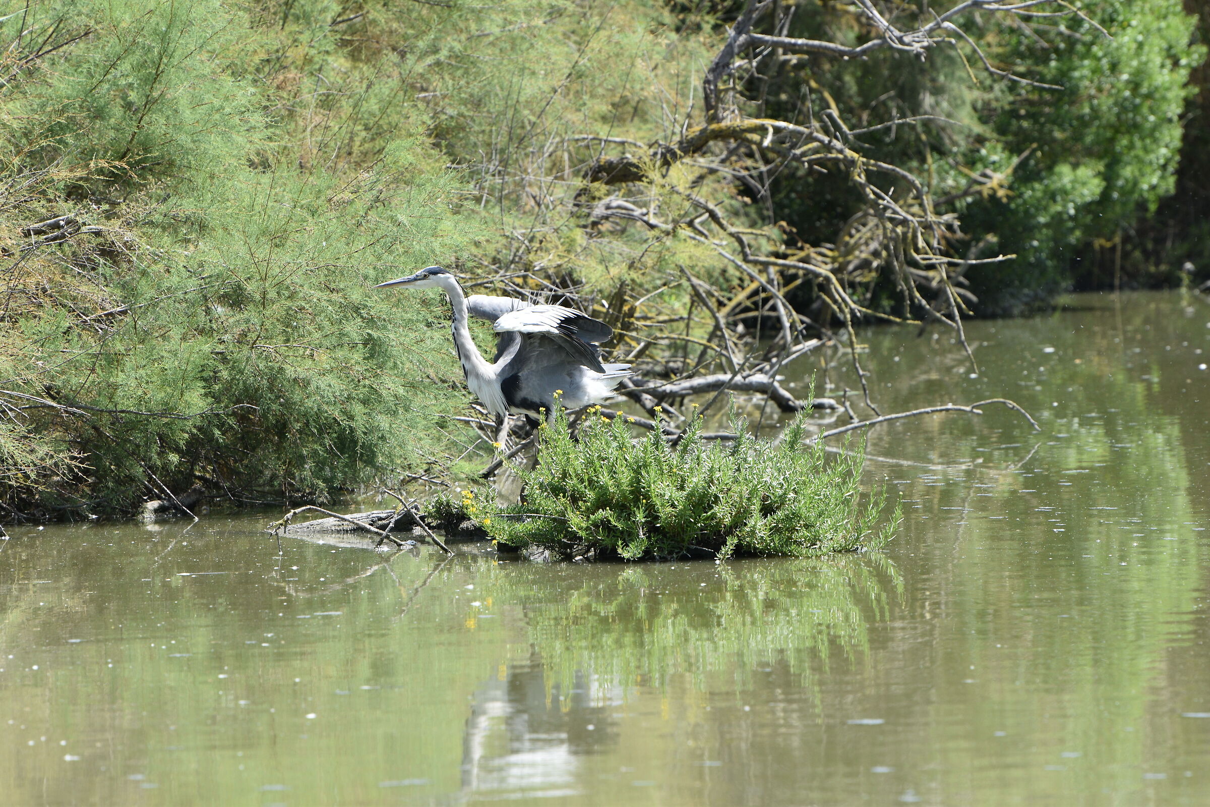 Heron in the Camargue