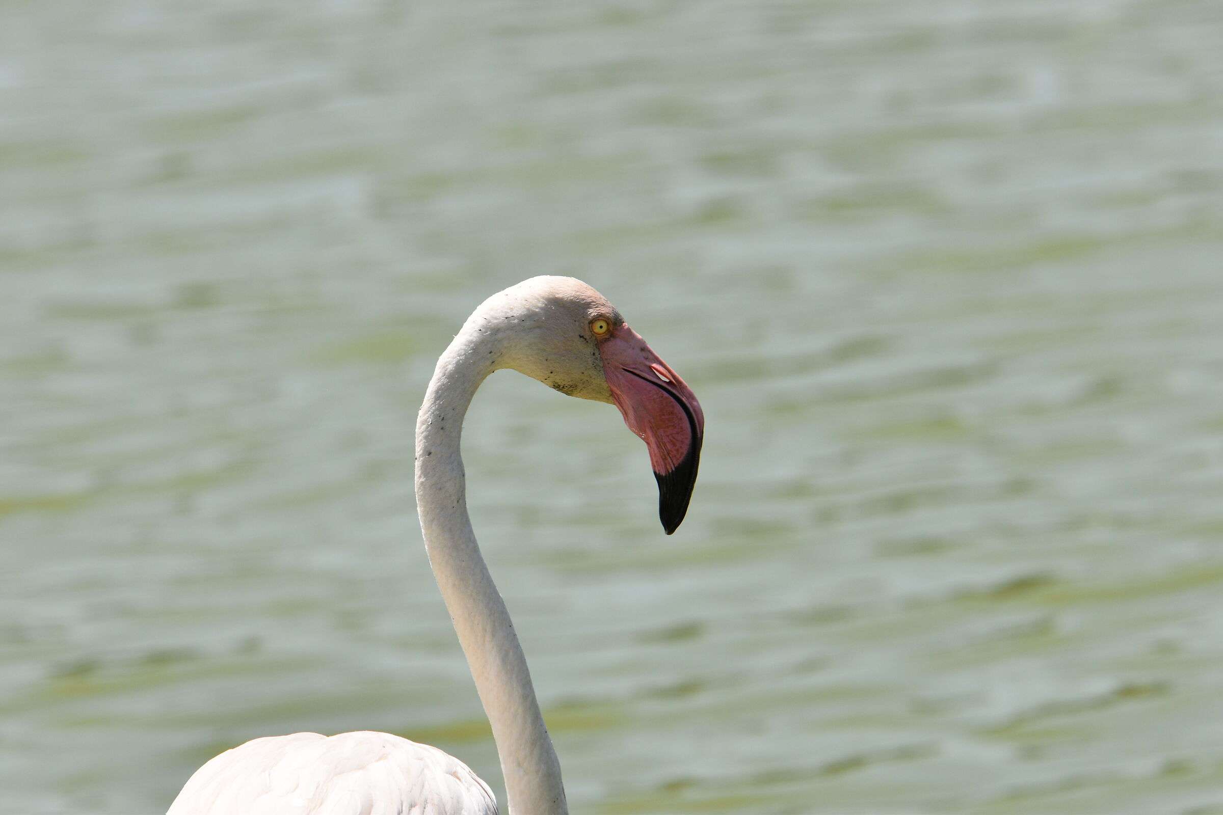 Flamingo close-up