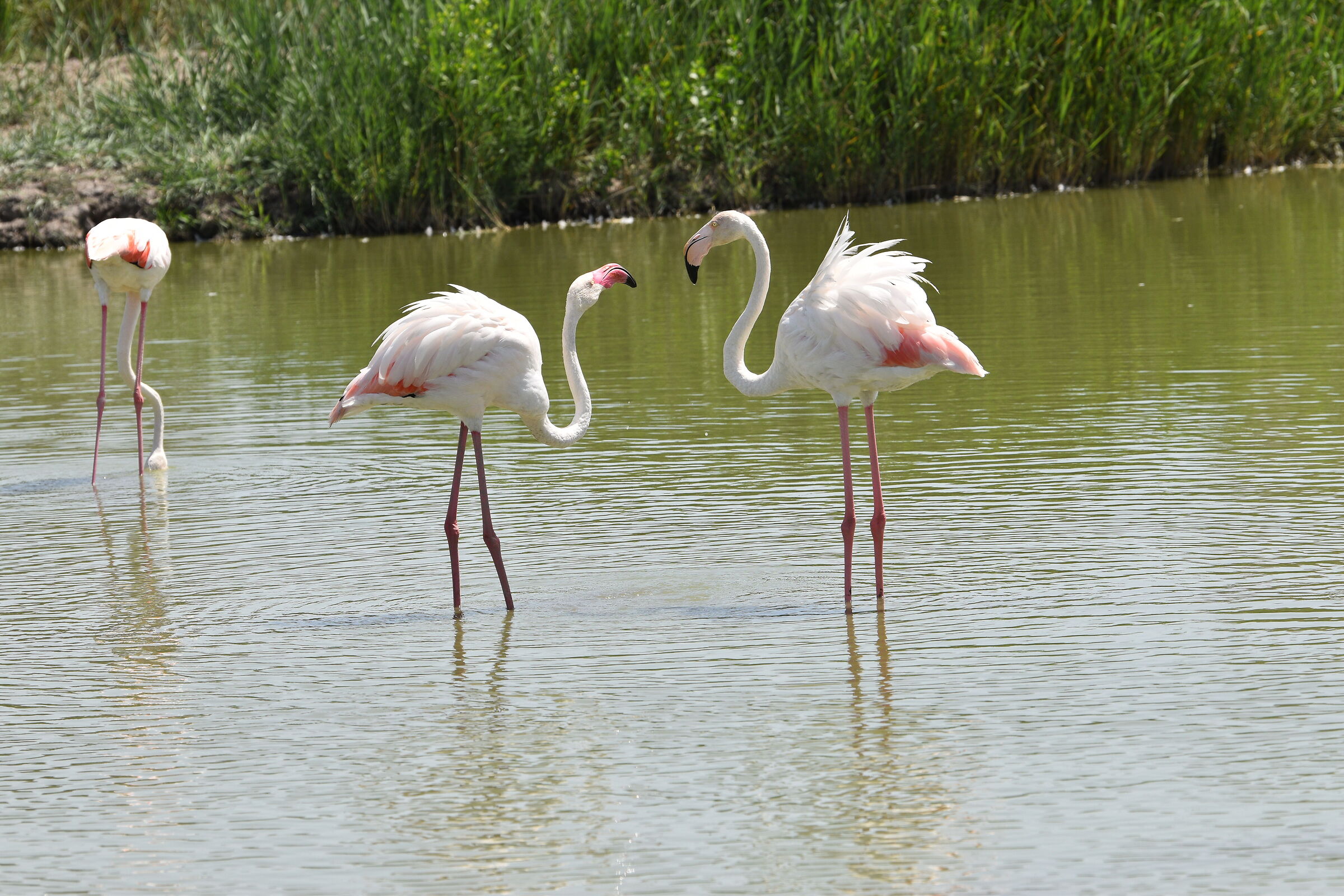 Flamingos in the Camargue ornithological park