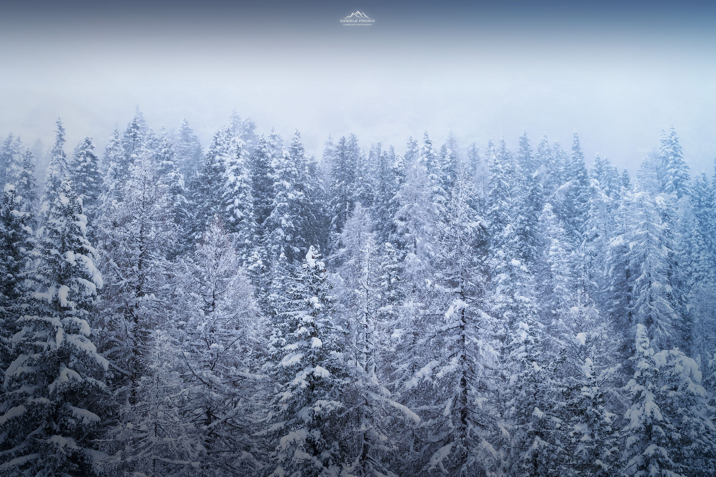 Snowy forest