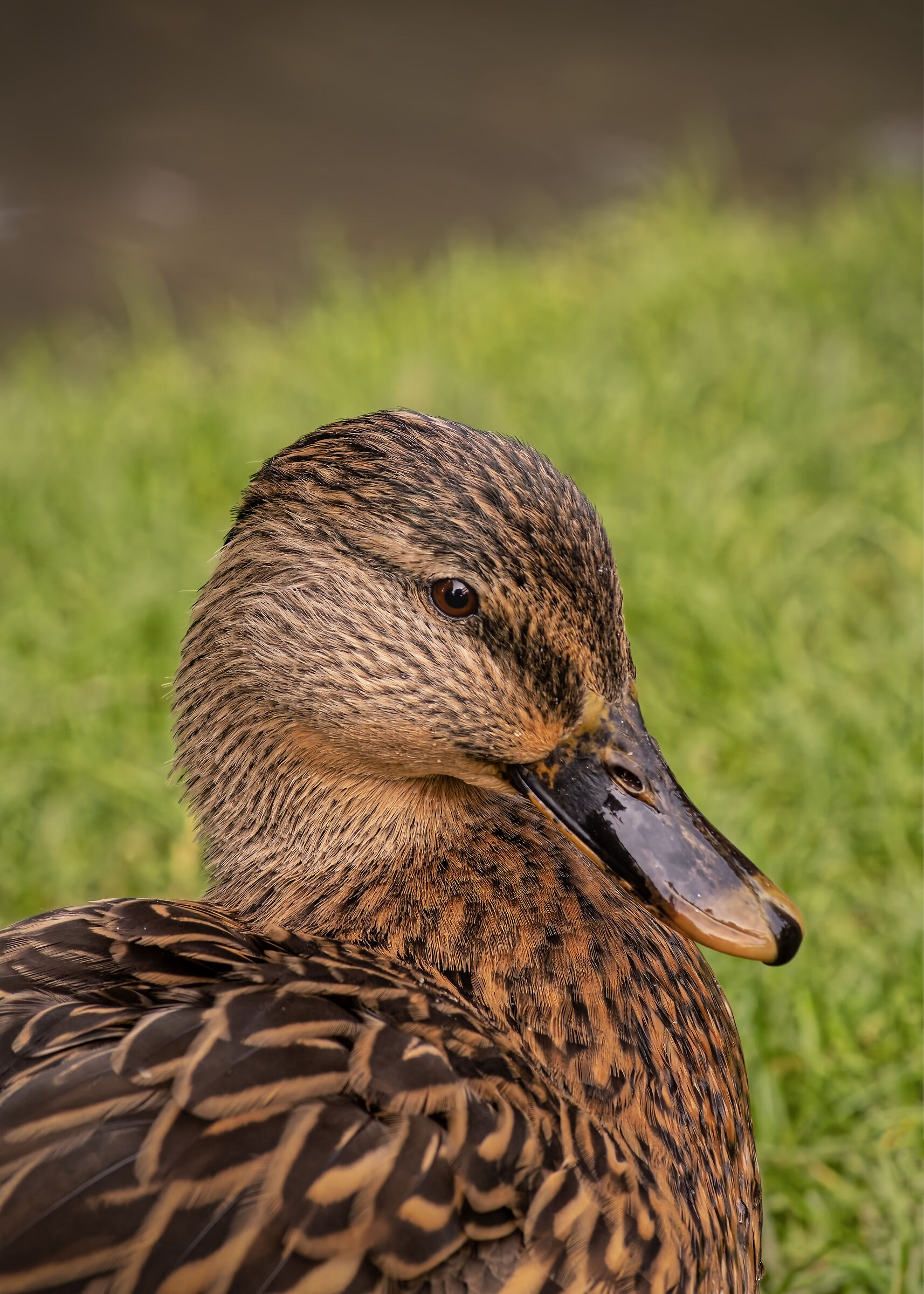 Prova - FA 100-300/4.7-5.8@155mm