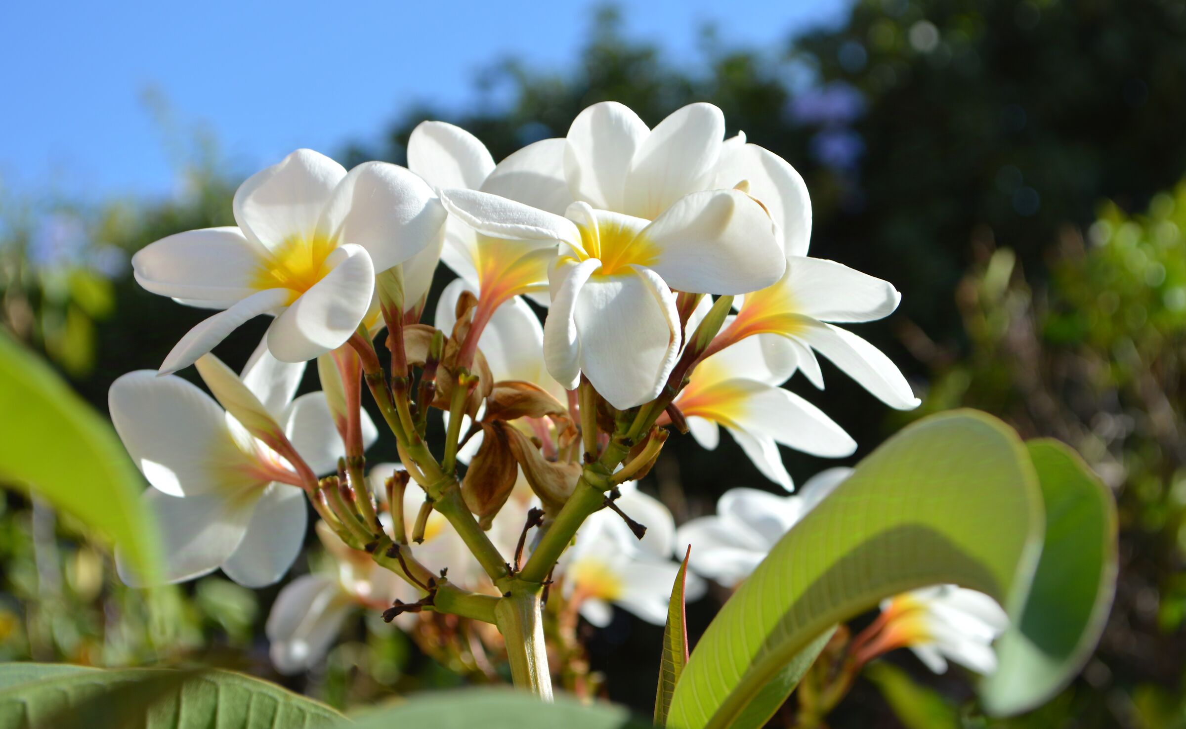 Symbol of love and beauty