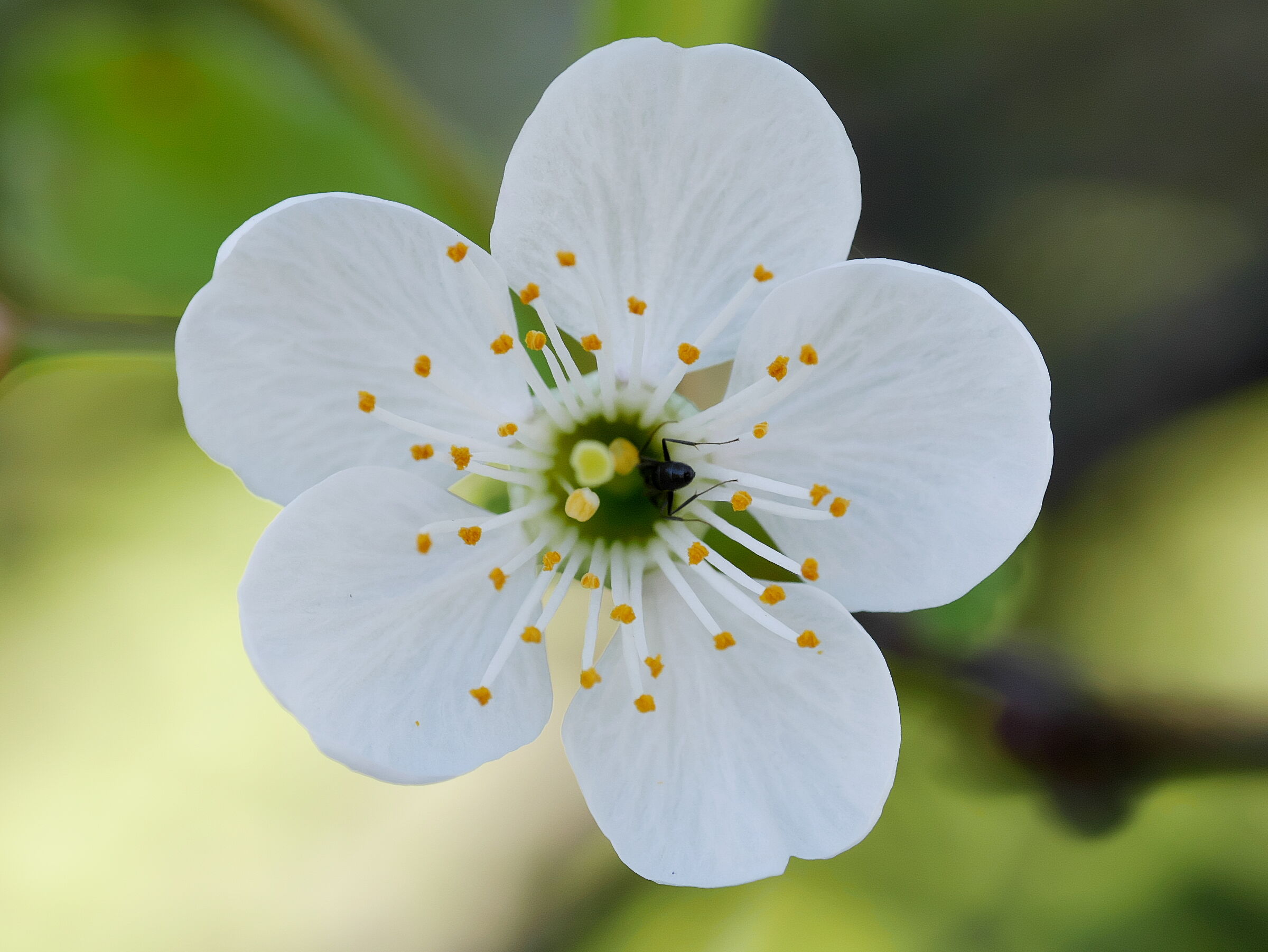 Oltre il polline. Crop.
