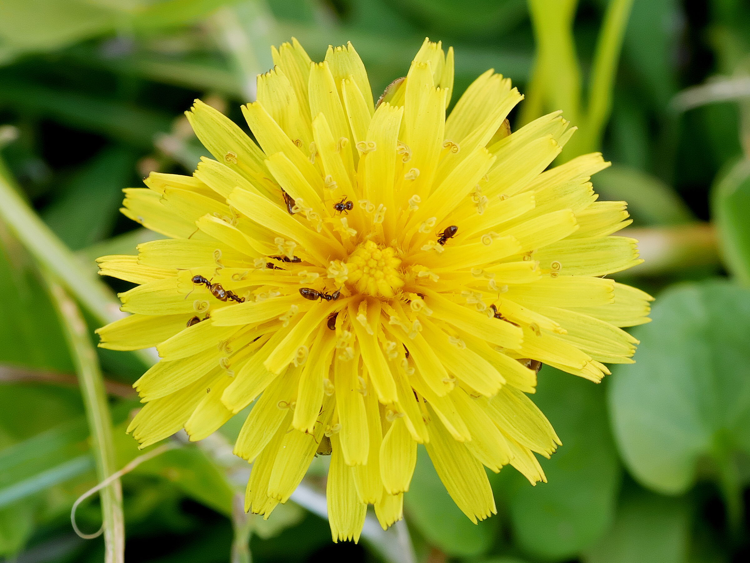 Giallo con formiche.
