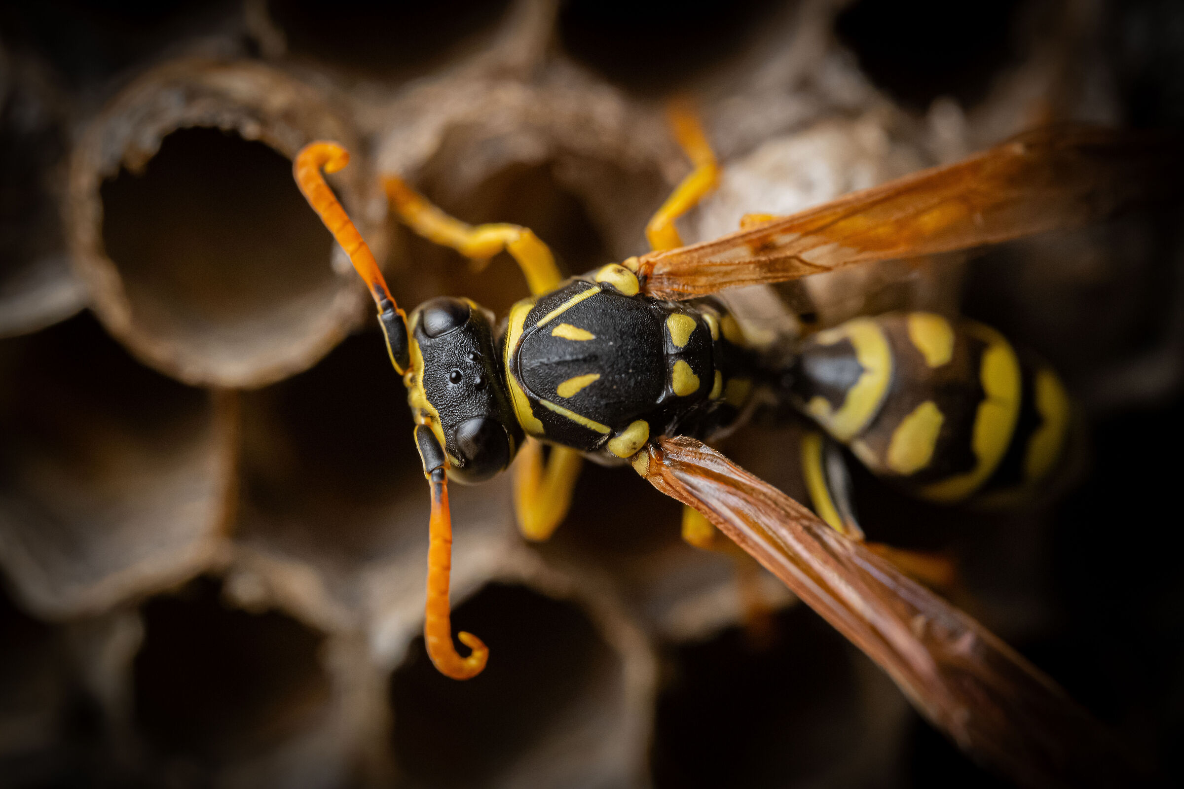 Polistes dominula 2th