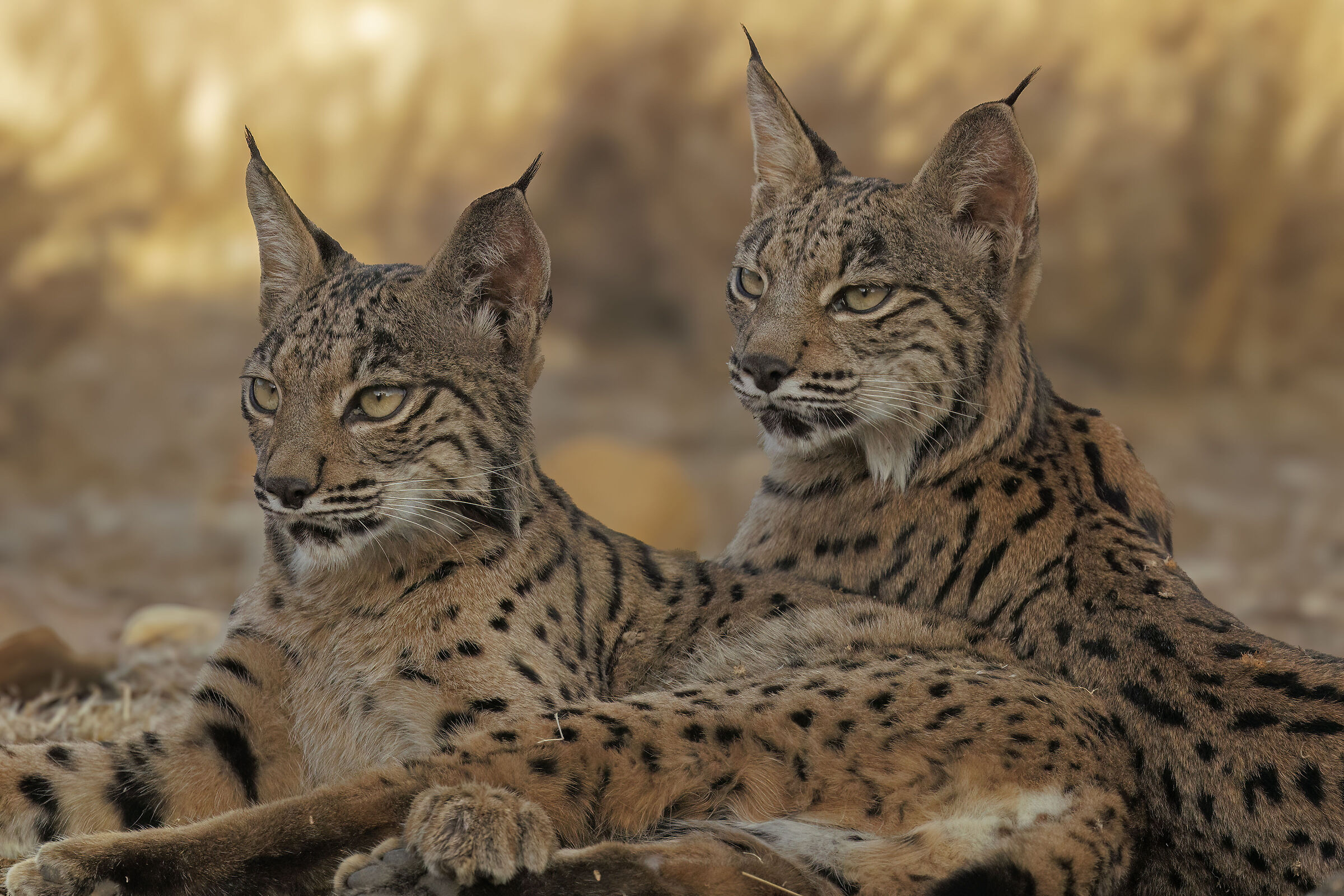 Small lynxes