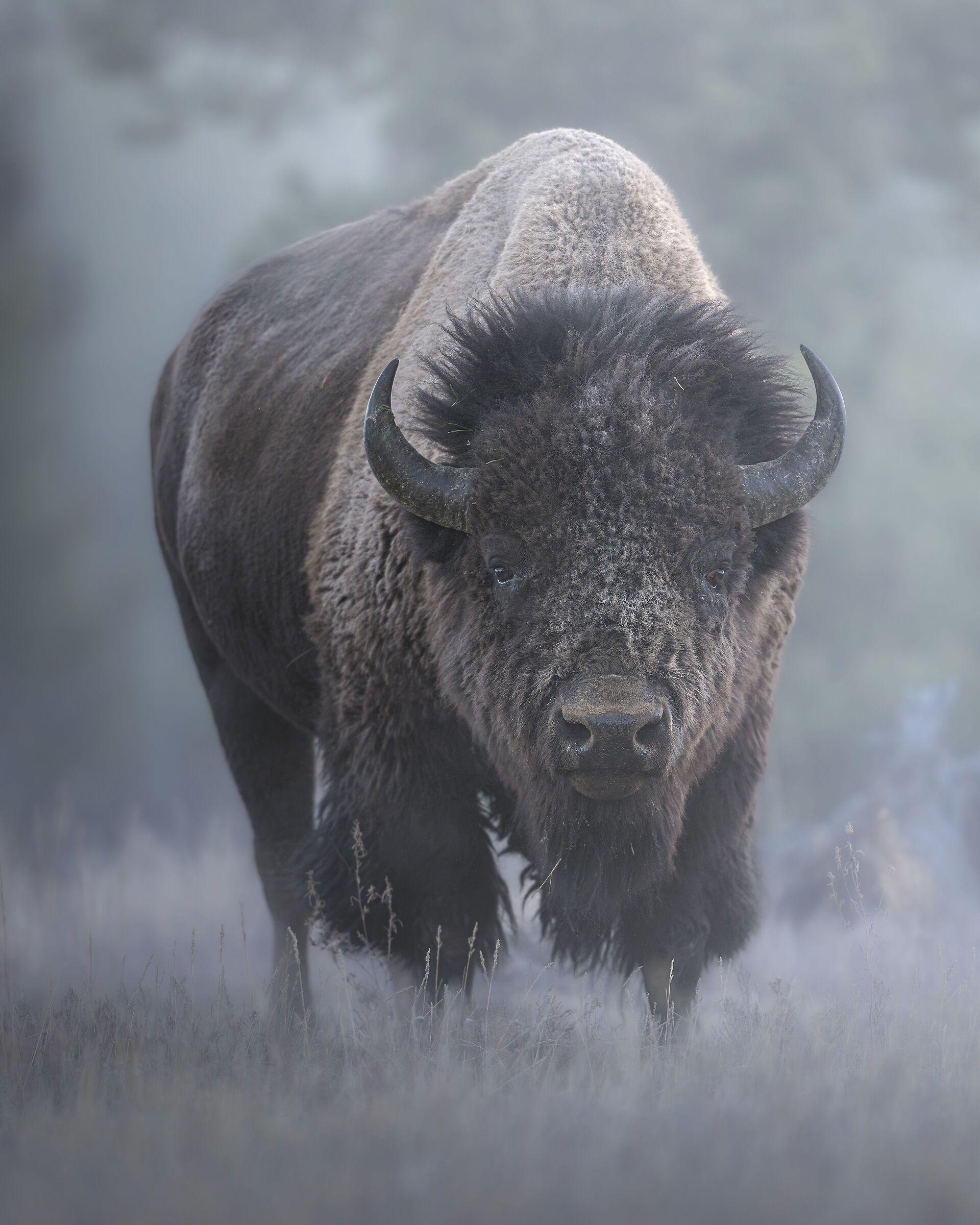 Bisonte americano tra la nebbia