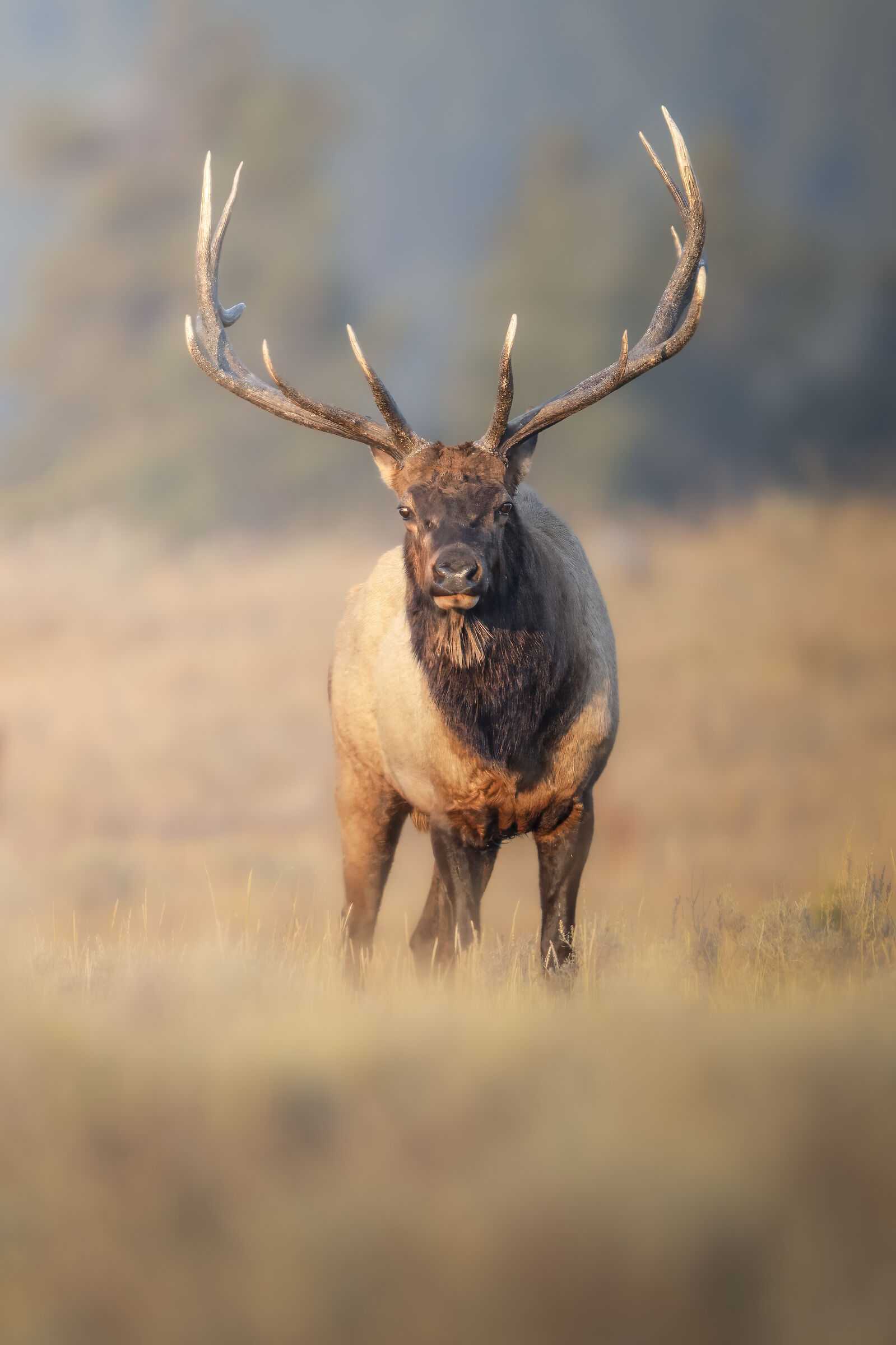 Cervo Wapiti nel Parco di Yellowstone