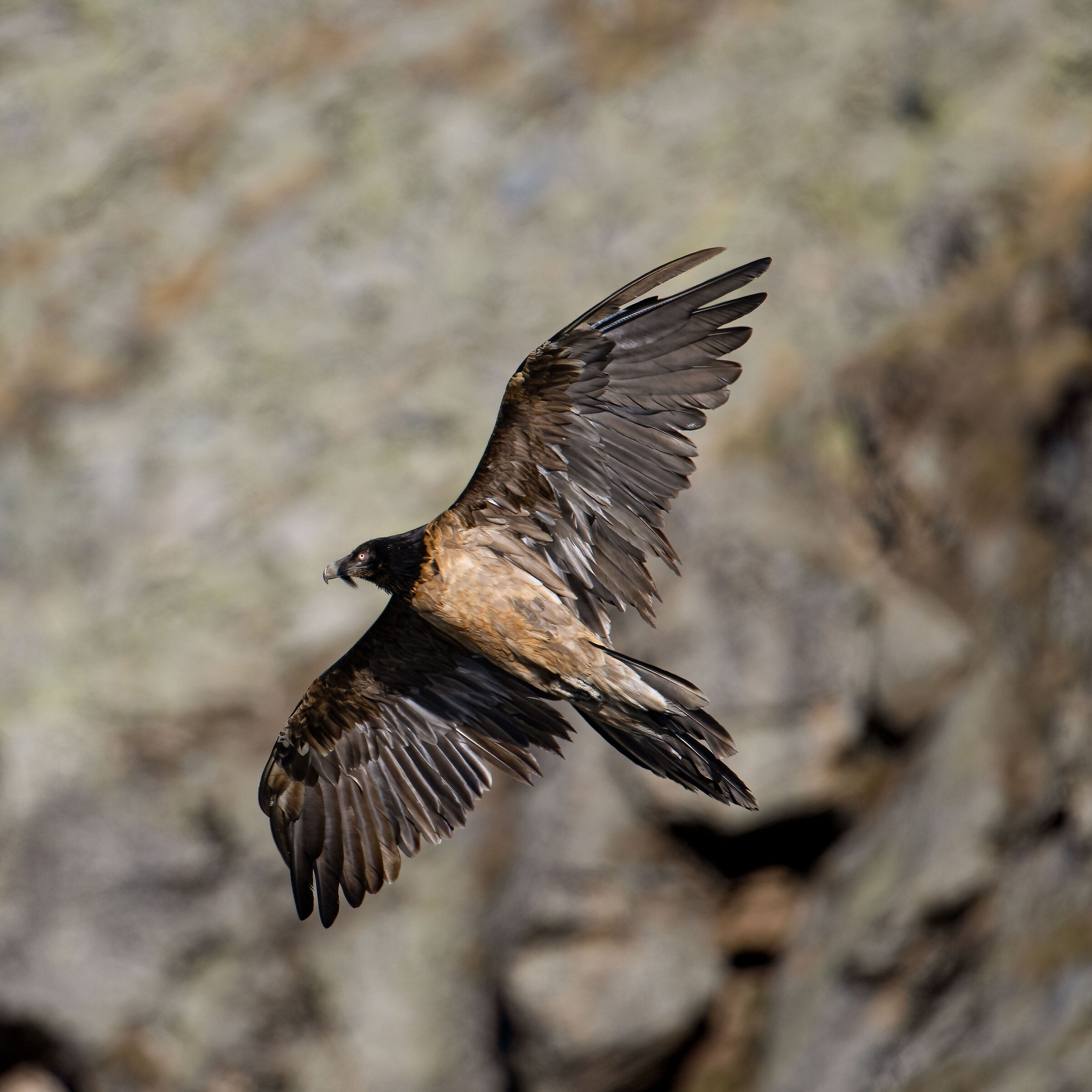 Gypaetus barbatus - Gran Paradiso National Park