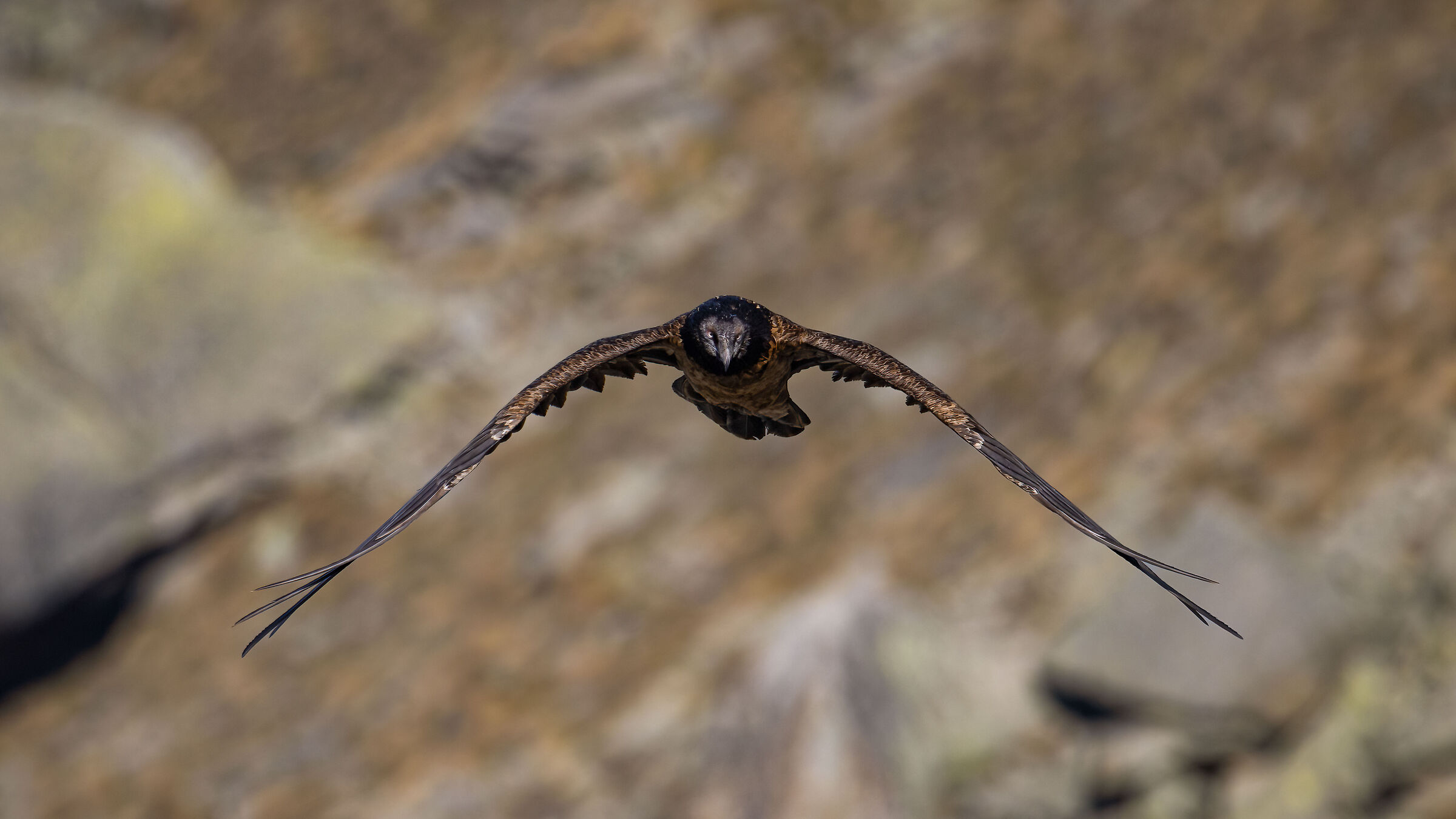 Gypaetus barbatus - Gran Paradiso National Park