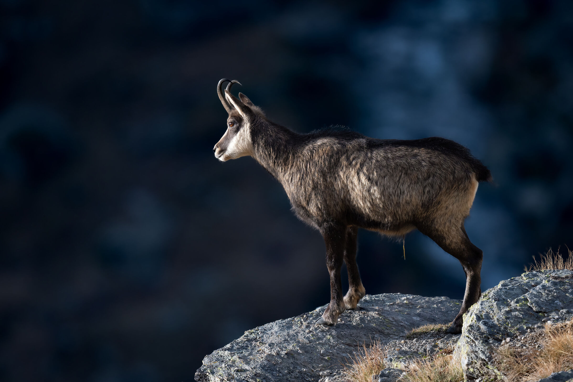 Camoscio - Parco Nazionale del Gran Paradiso