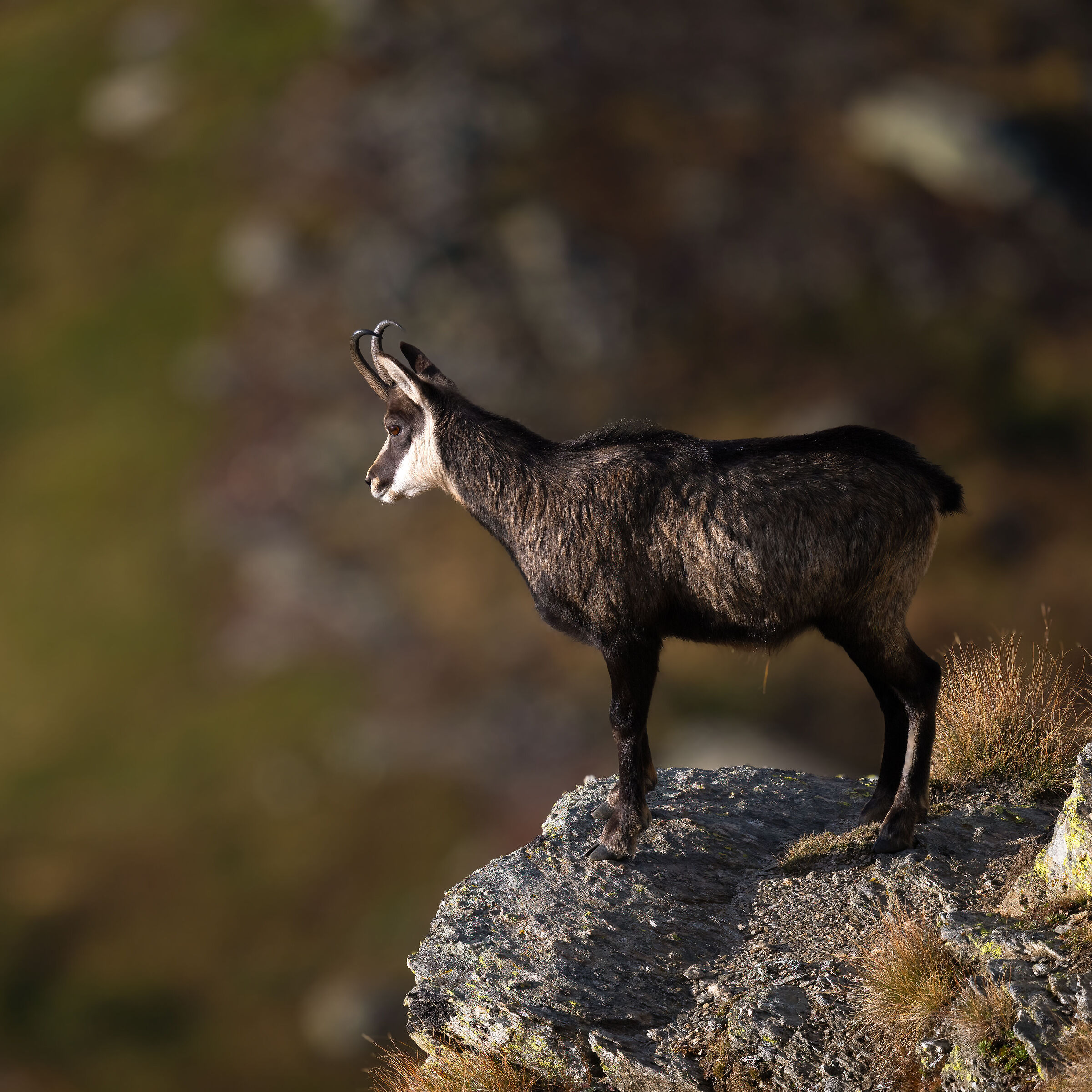 Camoscio - Parco Nazionale del Gran Paradiso