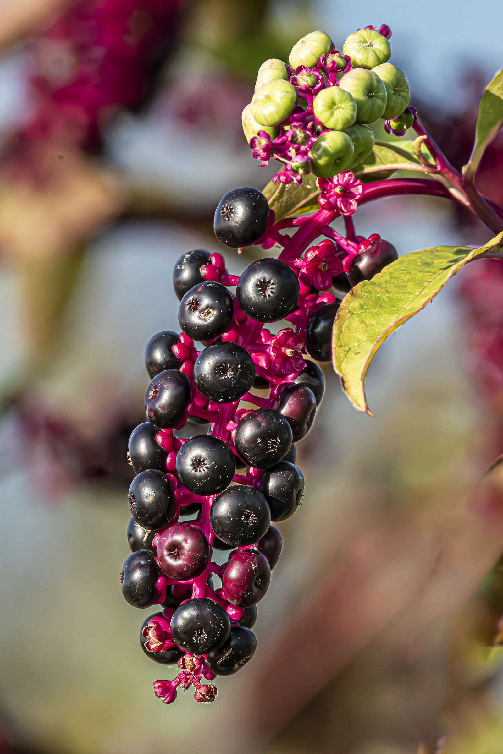 Phytolacca Americana