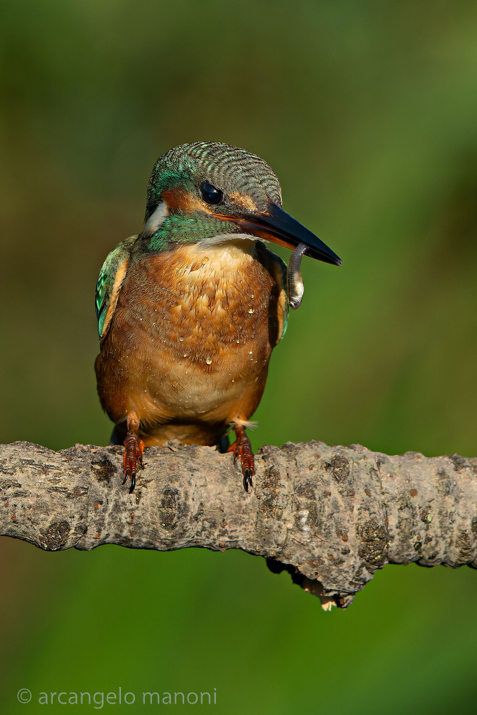 La fierezza della cattura