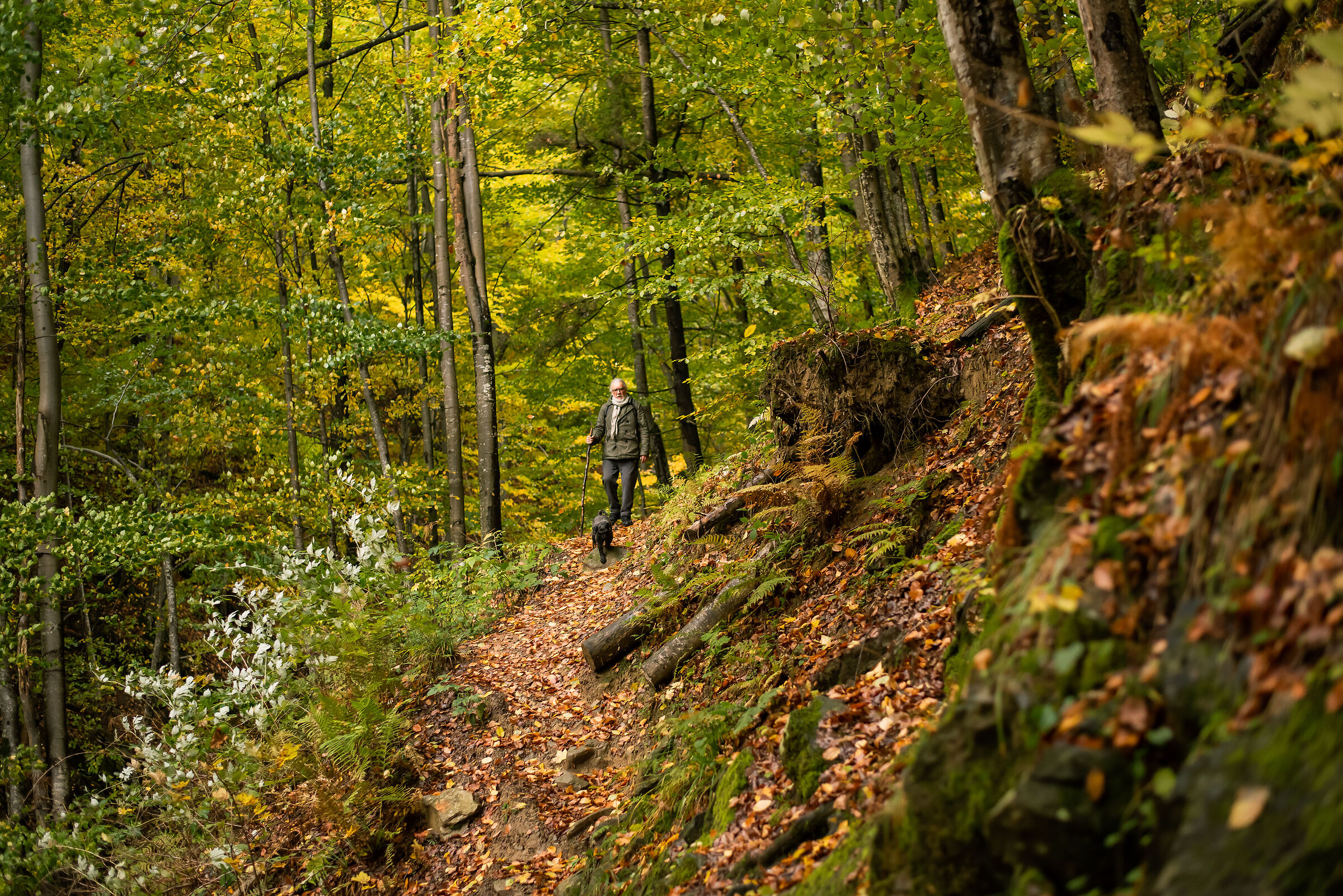 passeggiata nella foresta