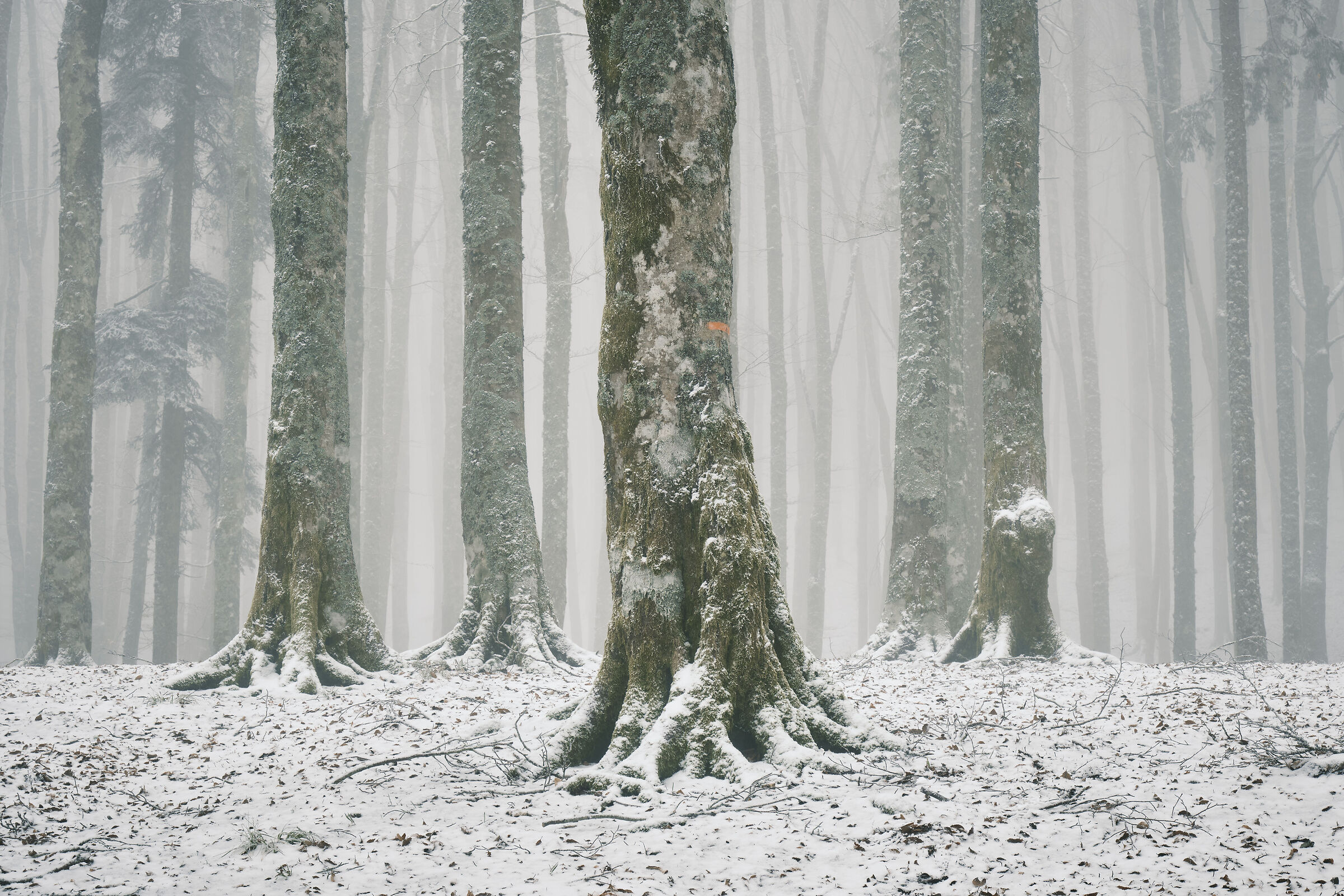 Forest in autumn