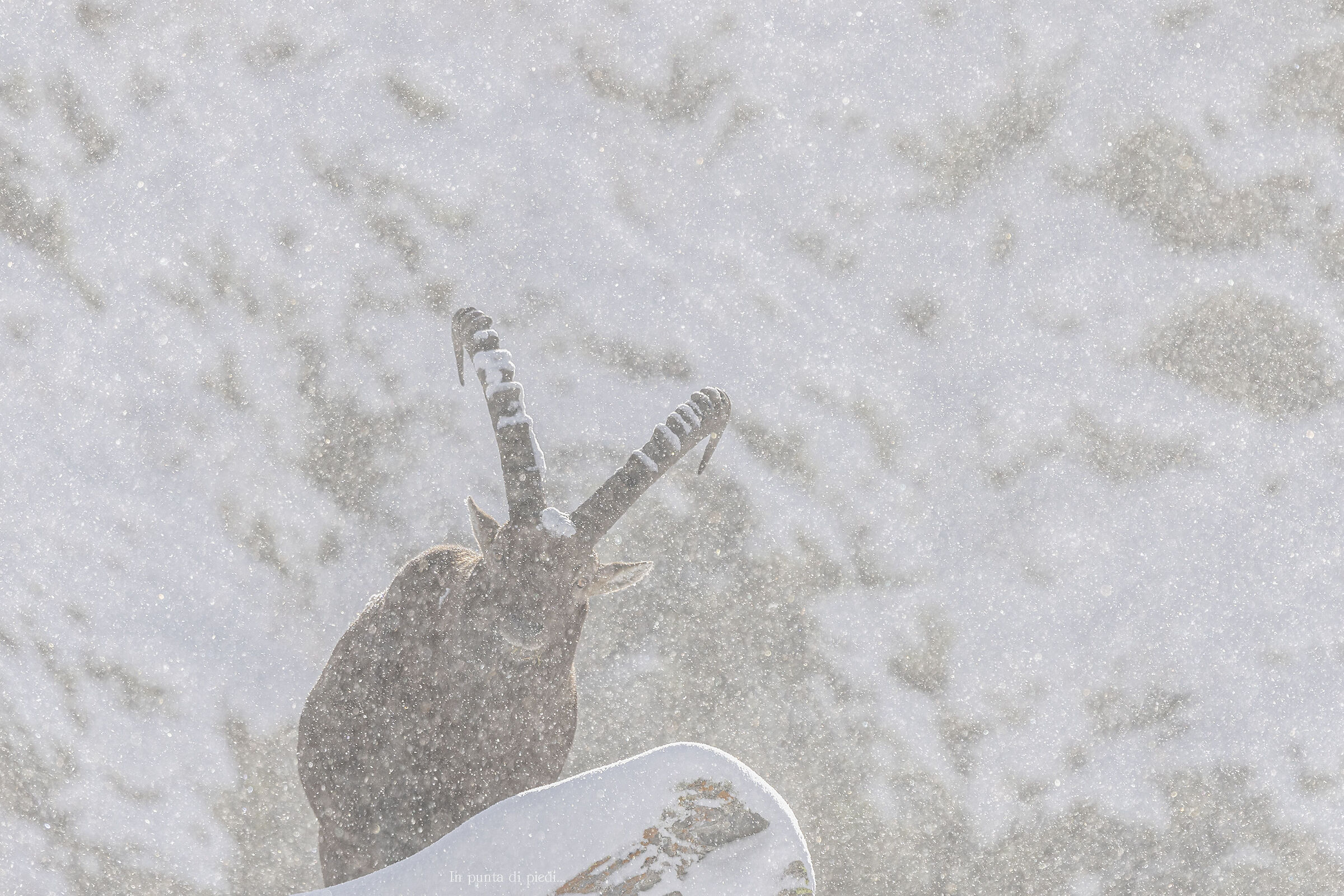 golden snowstorm - Sunrise - Alpine ibex - 11.10.2024