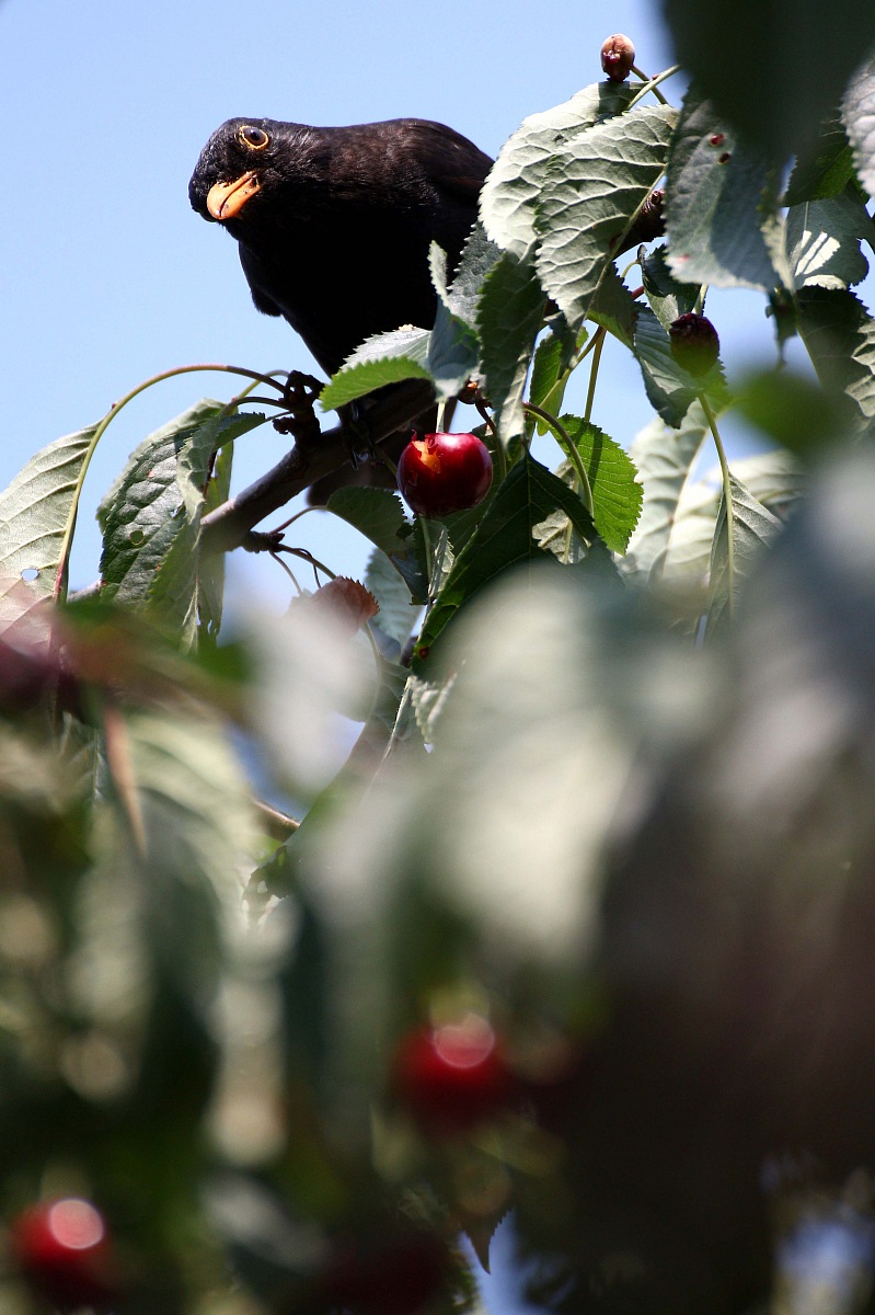 The blackbird and the cherries