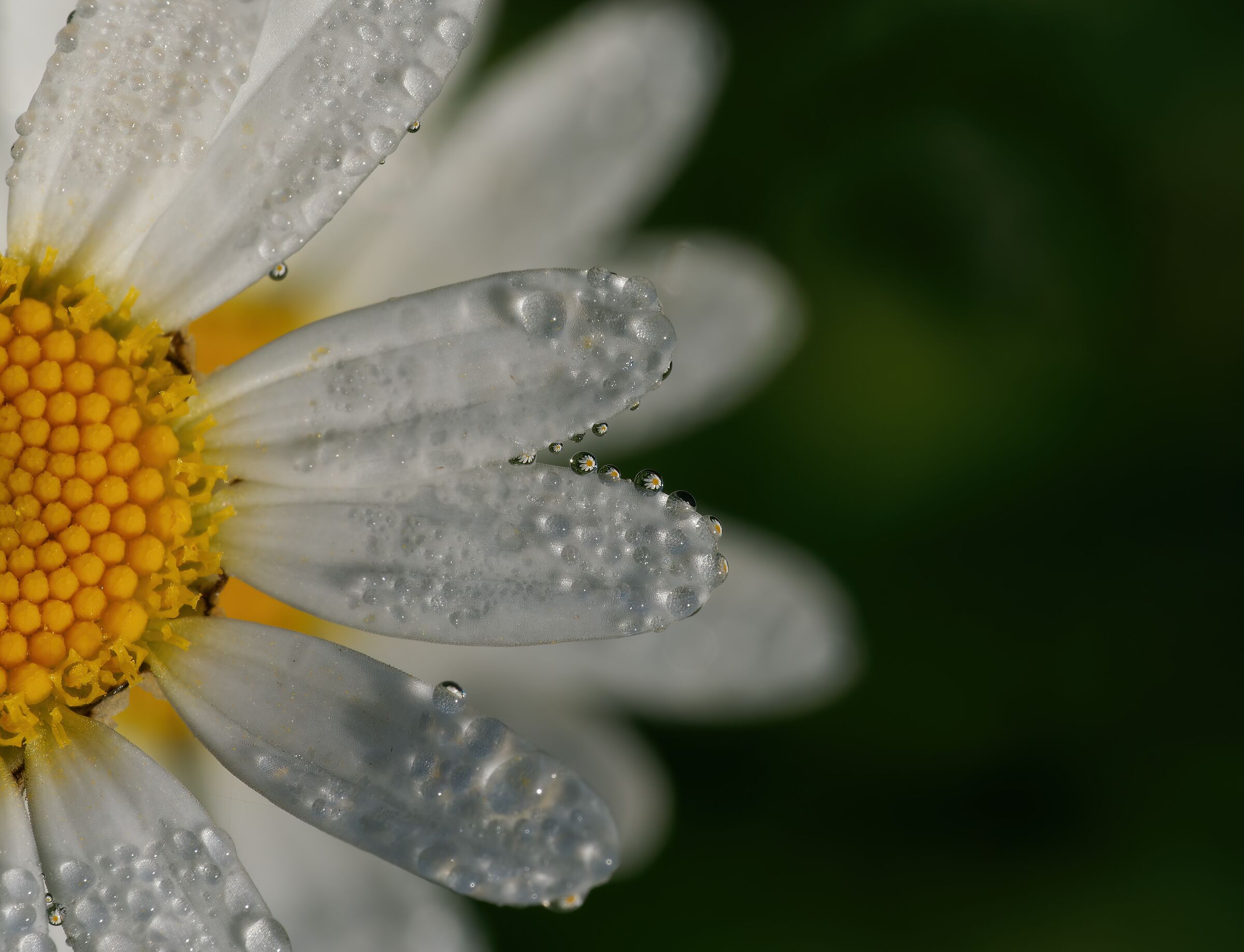 Dew