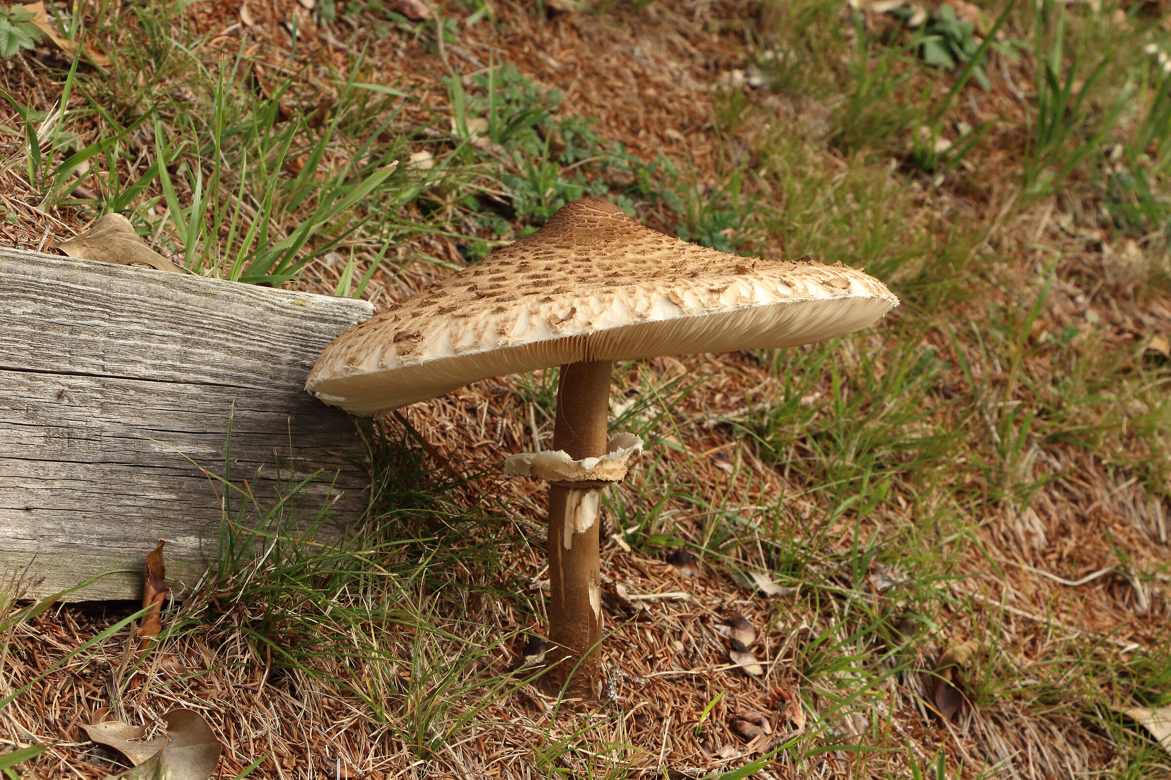 I LEAN ON THE "STEP"