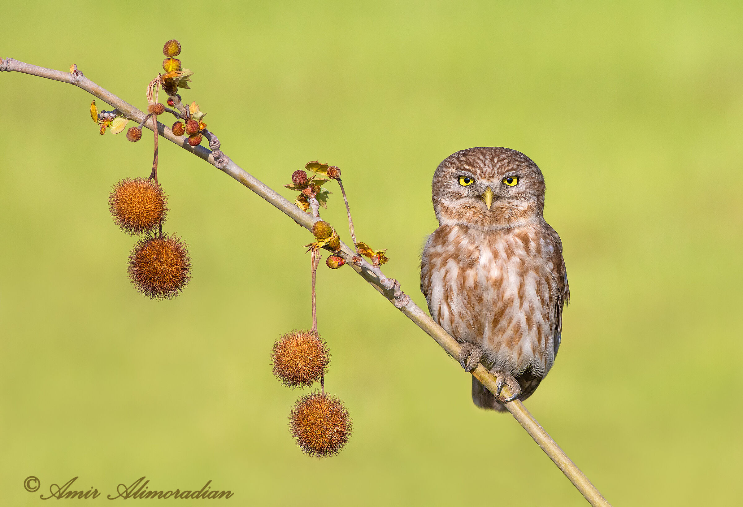 Little owl