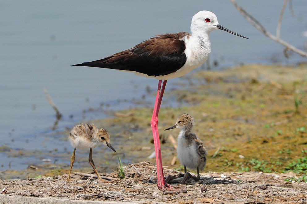 A nice little family