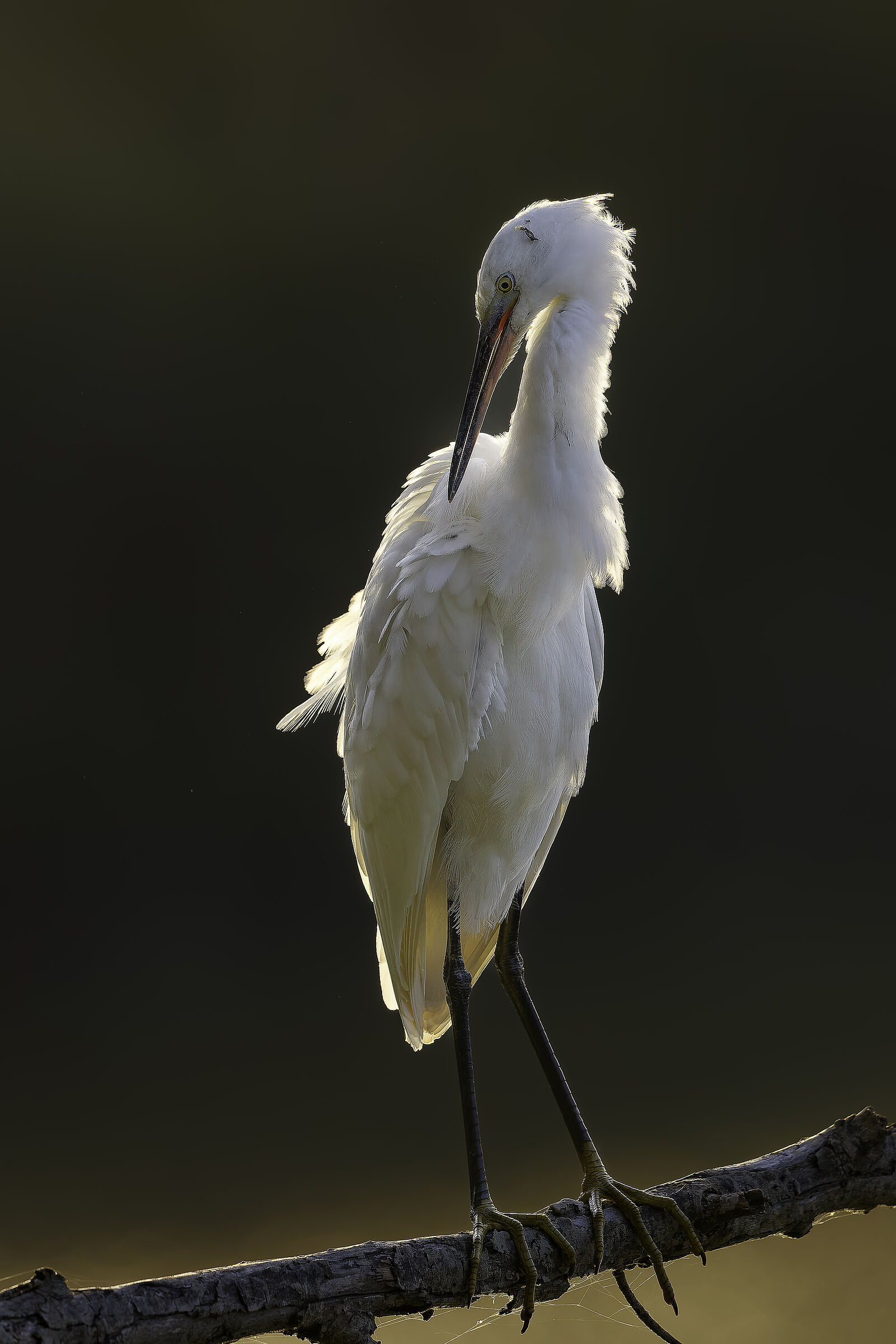The egret gets pretty