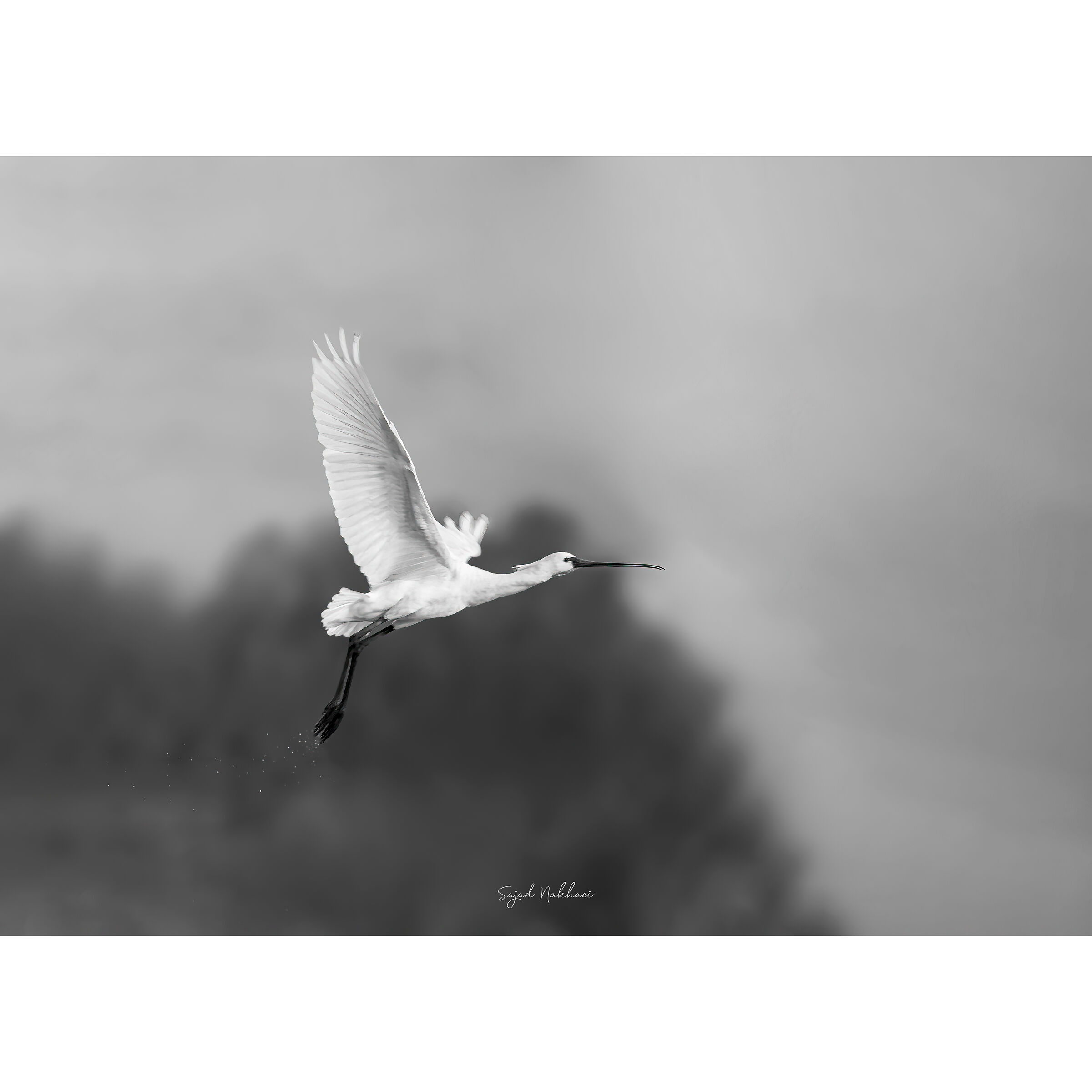 Platalea