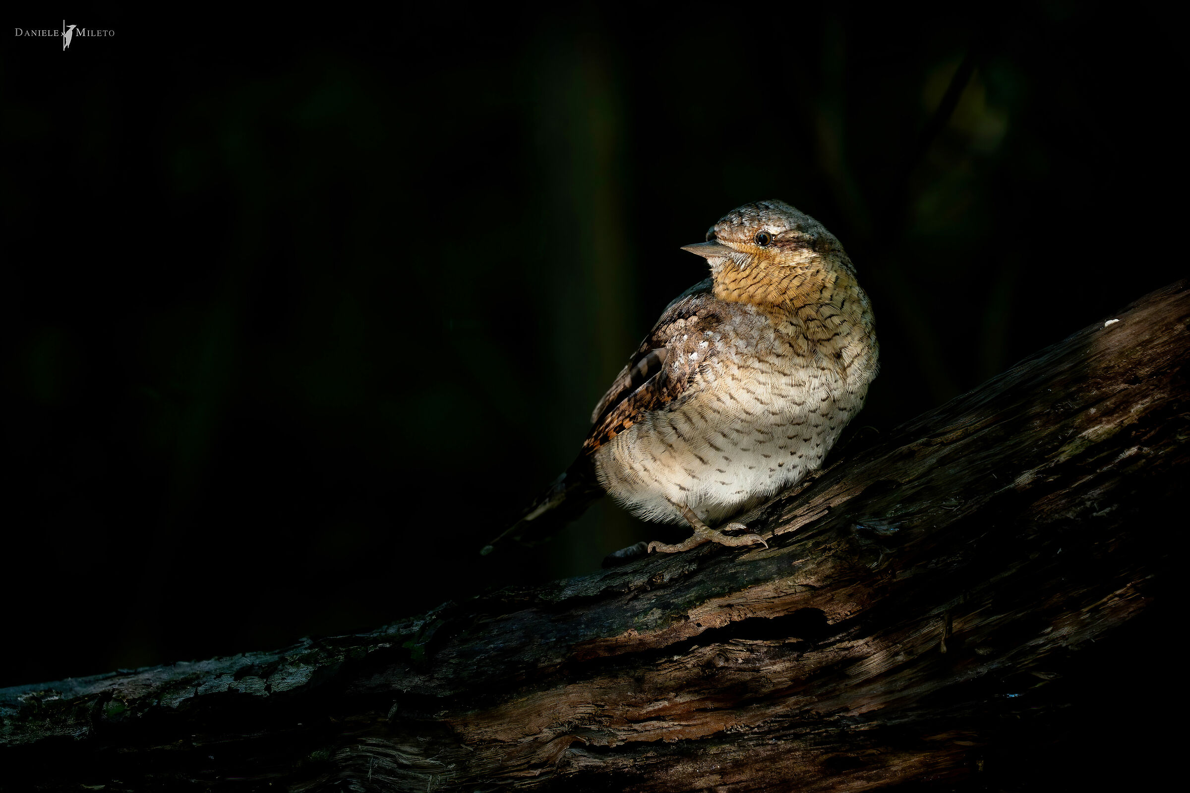 A stiff neck between lights and shadows