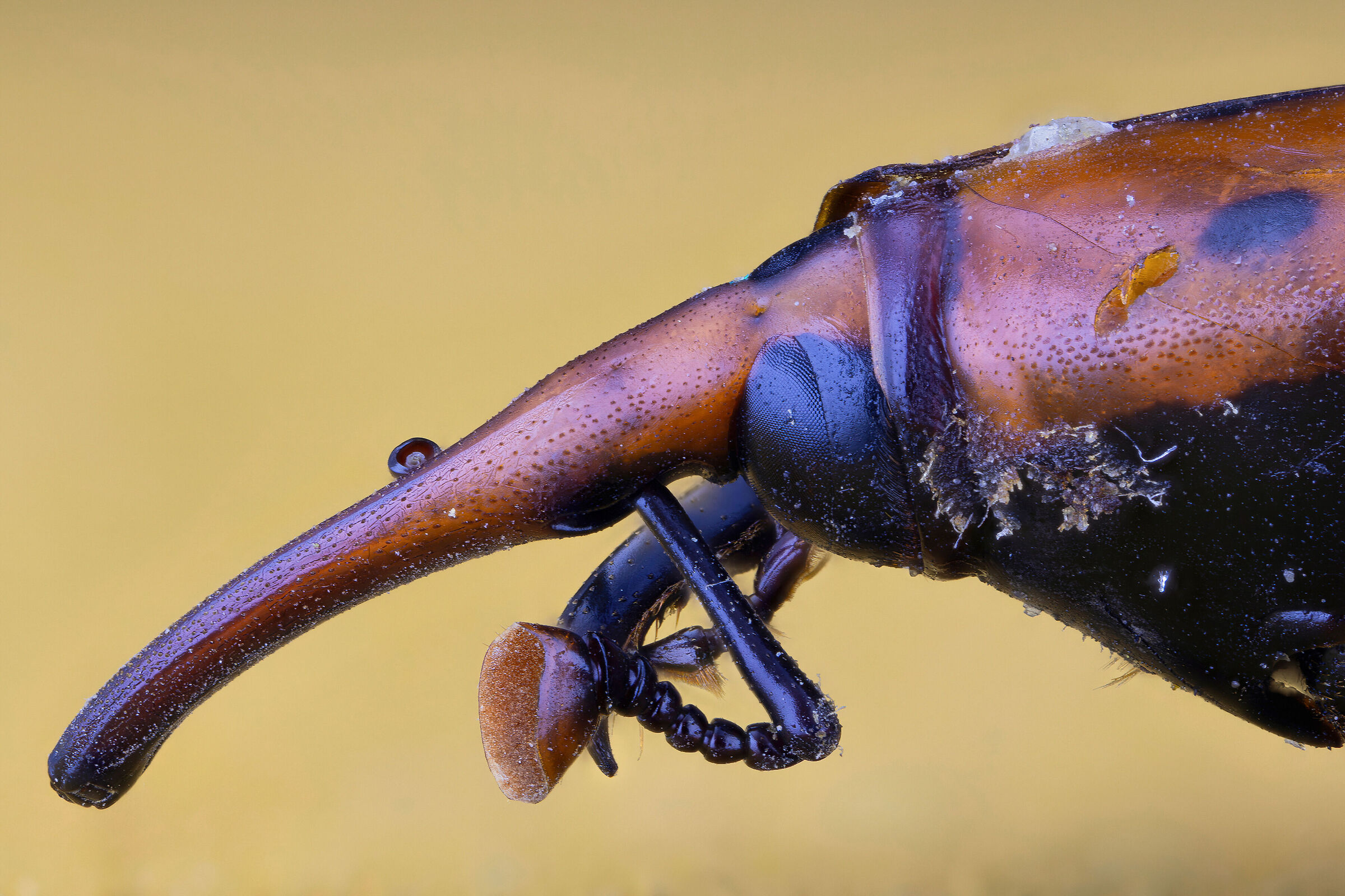 Rhynchophorus ferrugineus