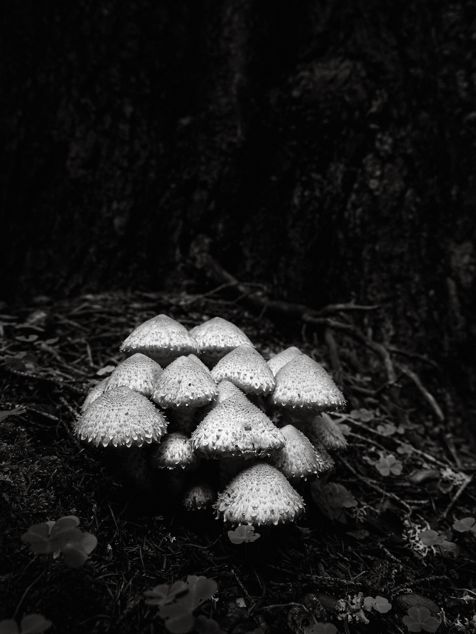Il villaggio - Pholiota squarrosa