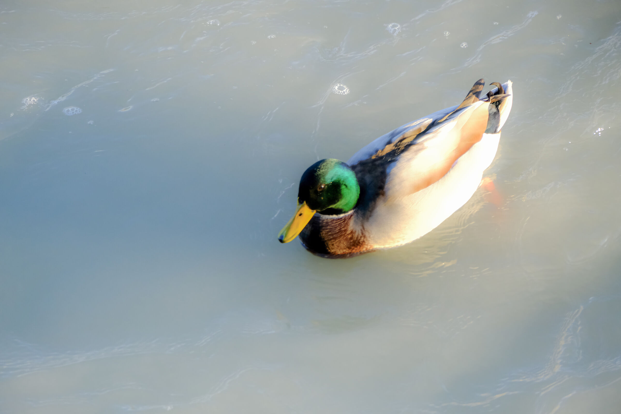 Duck on water