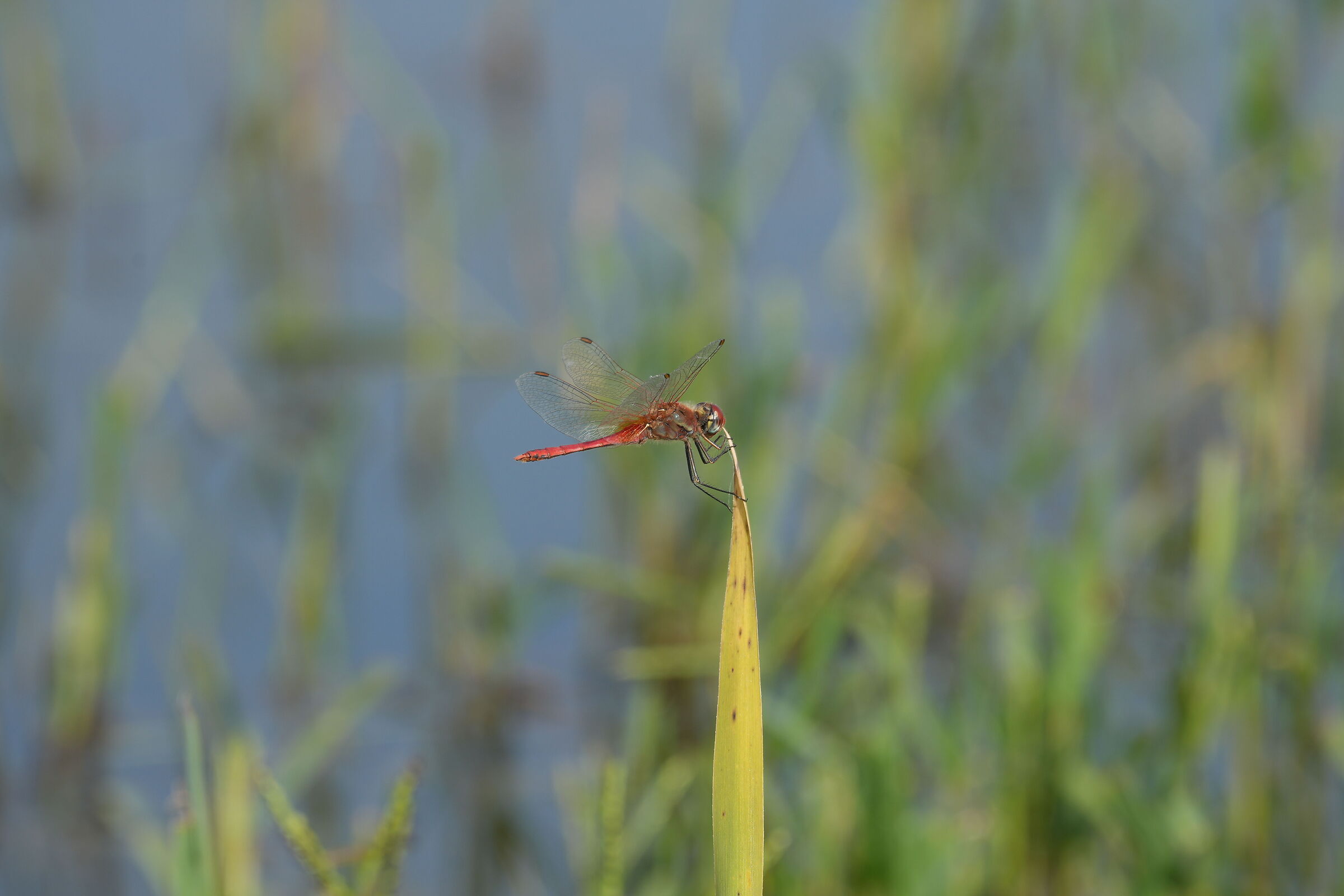 dragonfly